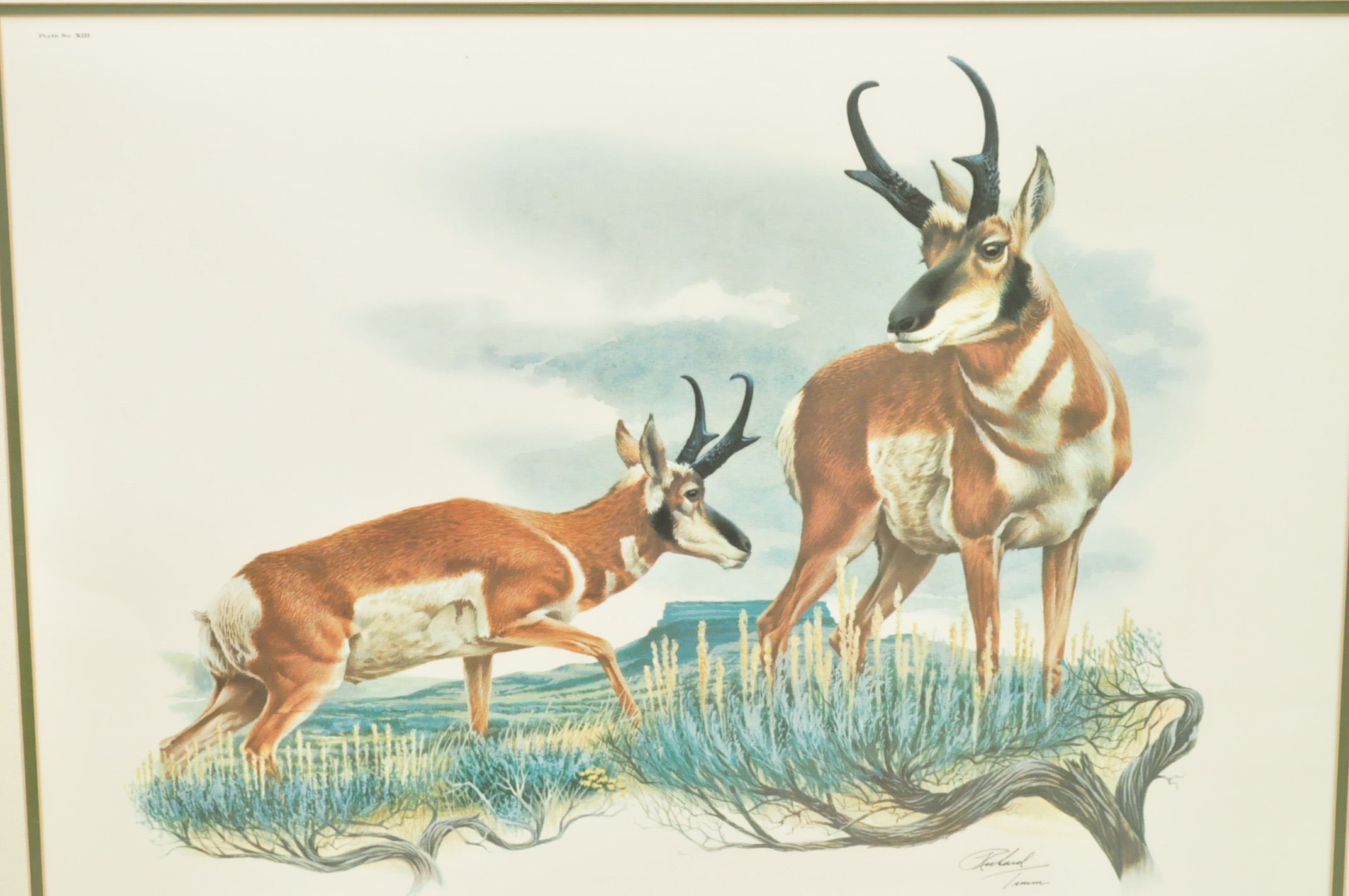 Wildlife Art from Richard Timm and More