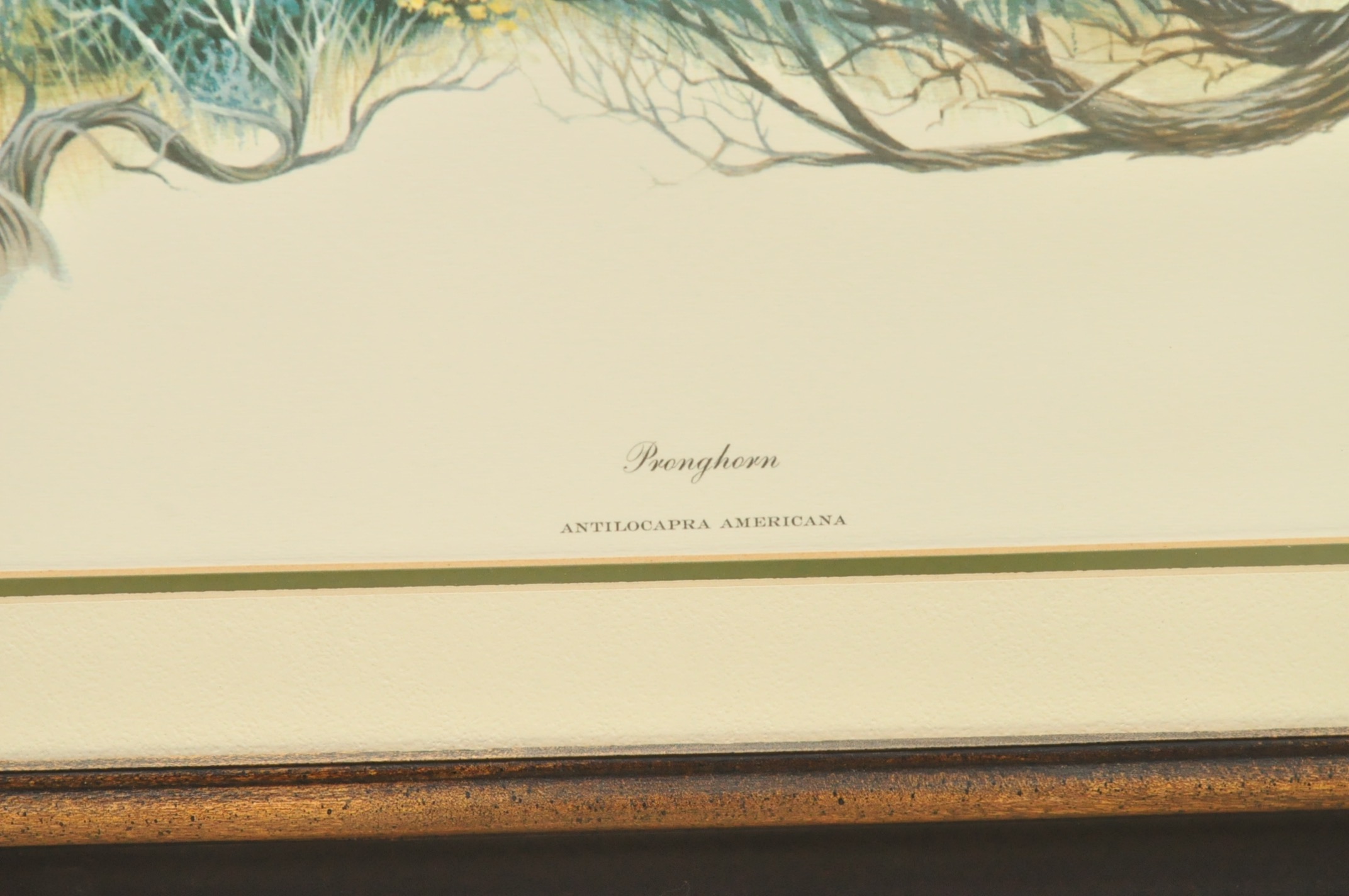 Wildlife Art from Richard Timm and More