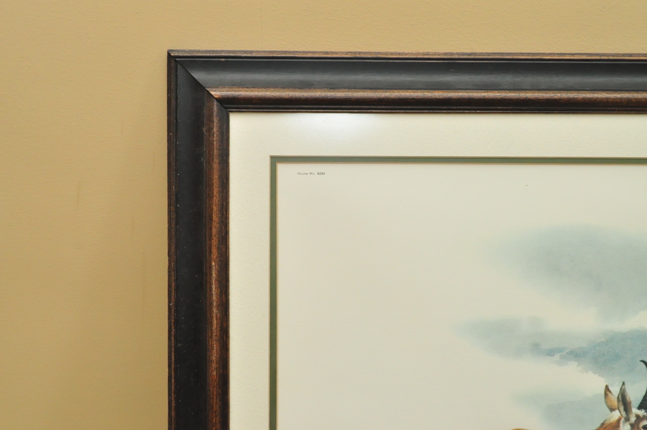 Wildlife Art from Richard Timm and More