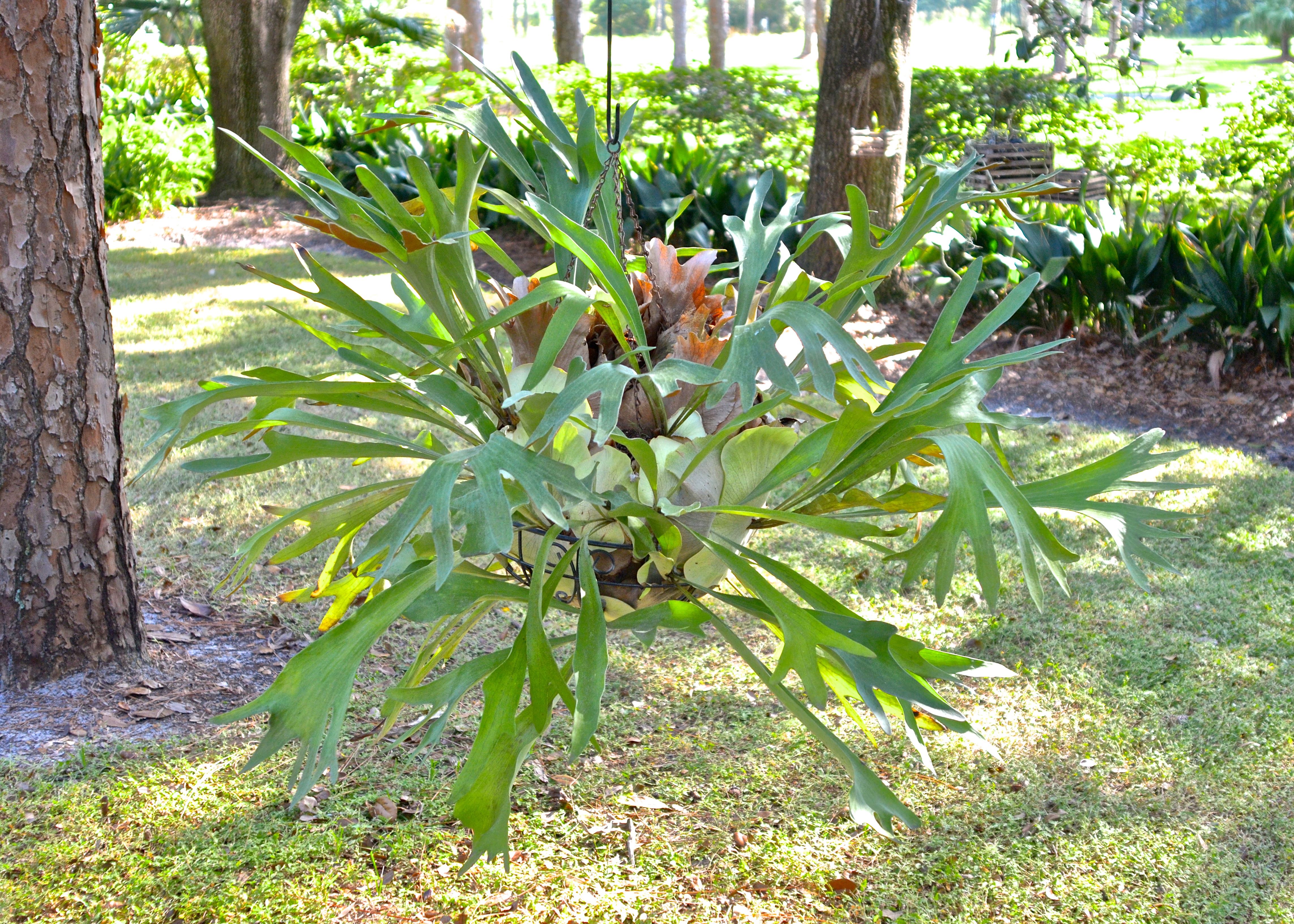 Staghorn Fern in a Hanging Basket