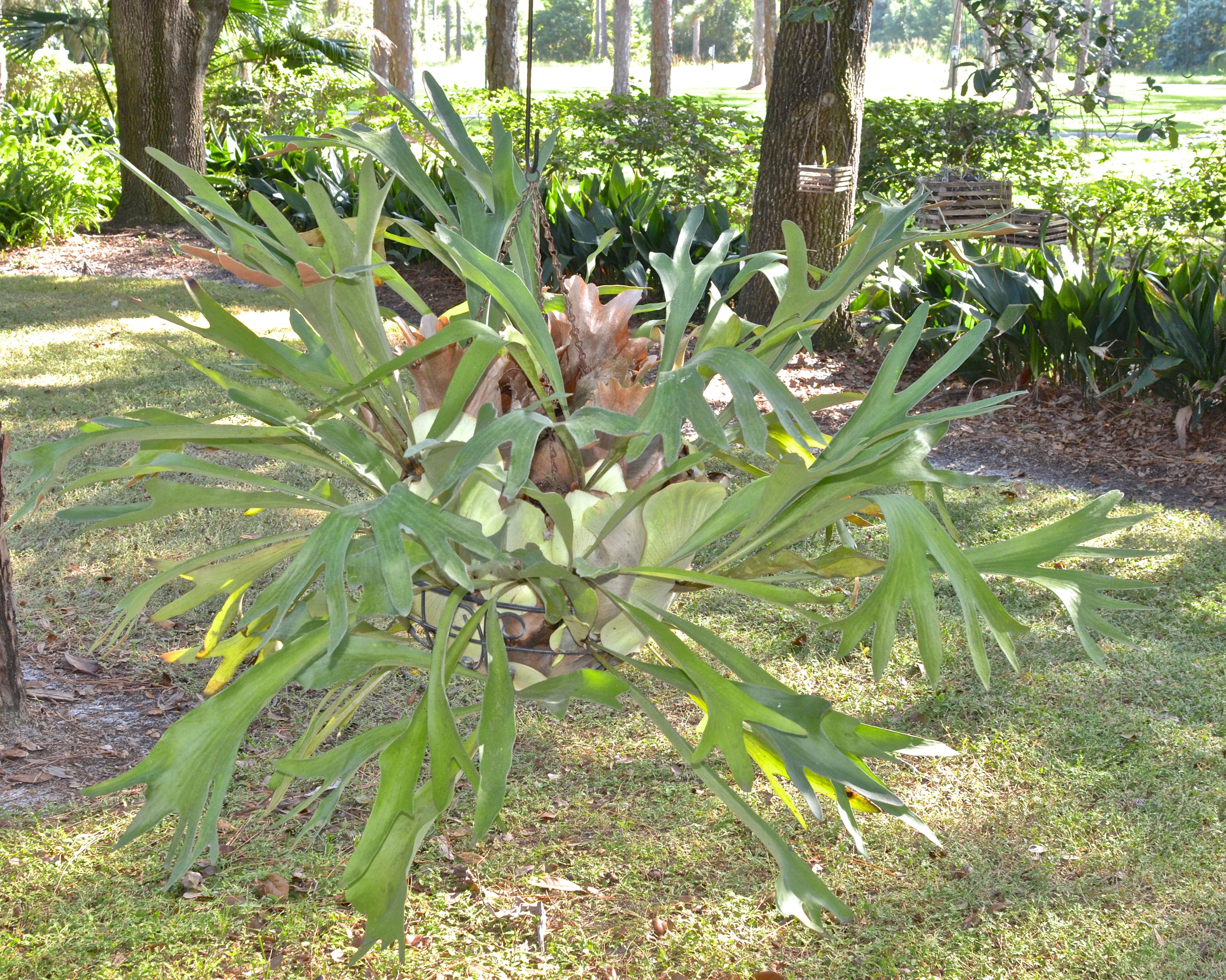 Staghorn Fern in a Hanging Basket