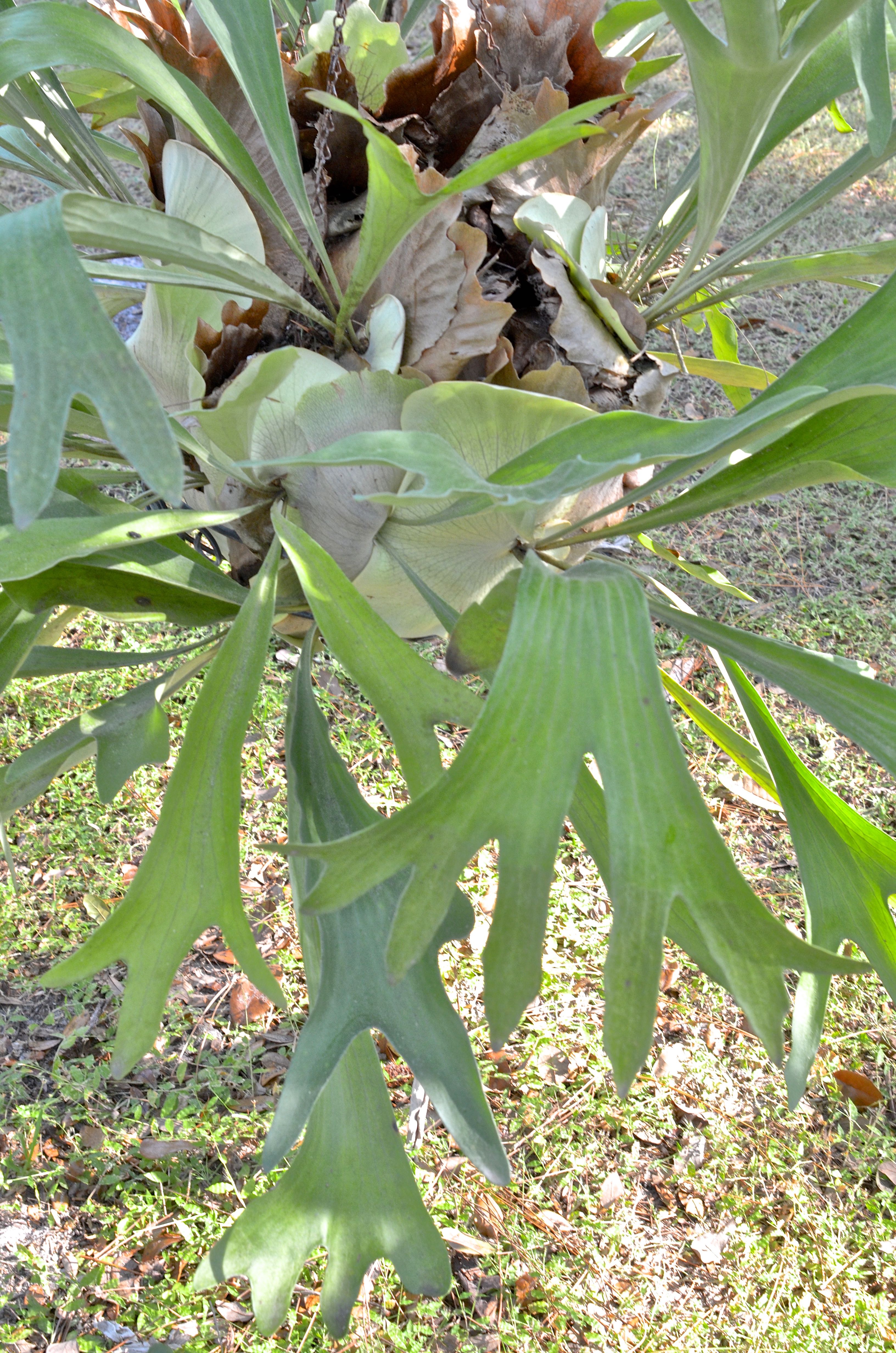Staghorn Fern in a Hanging Basket