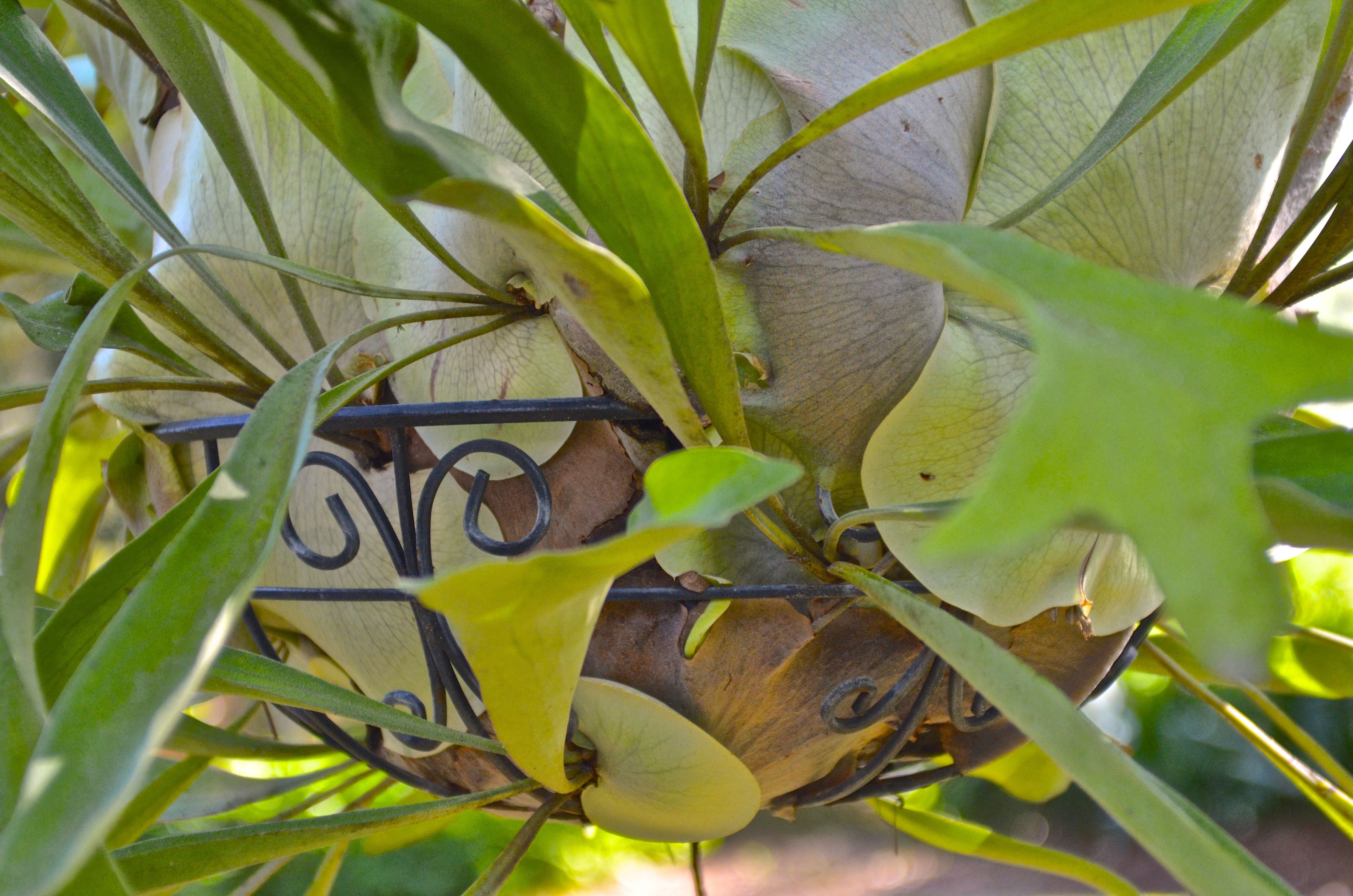 Staghorn Fern in a Hanging Basket