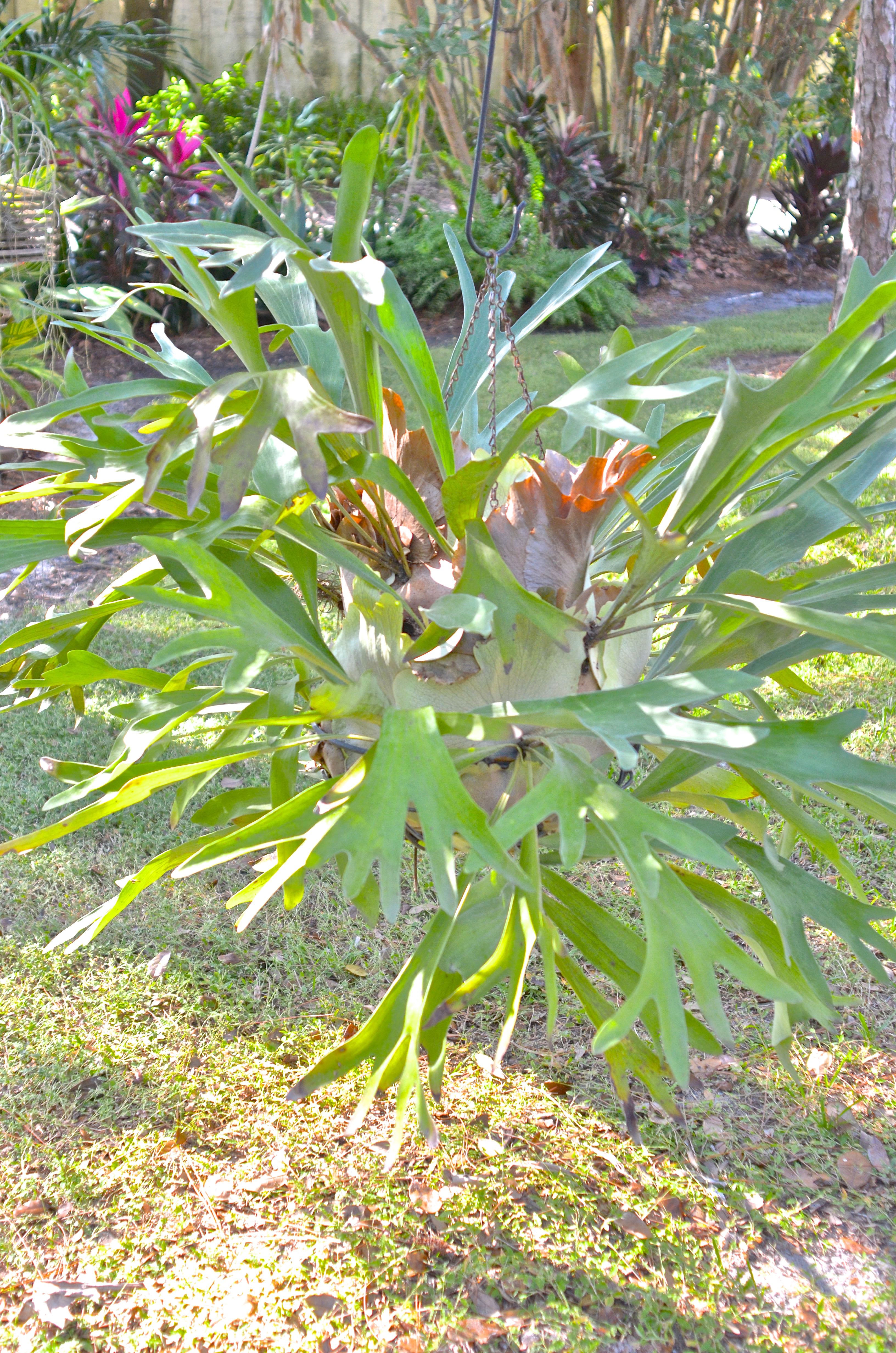 Staghorn Fern in a Hanging Basket