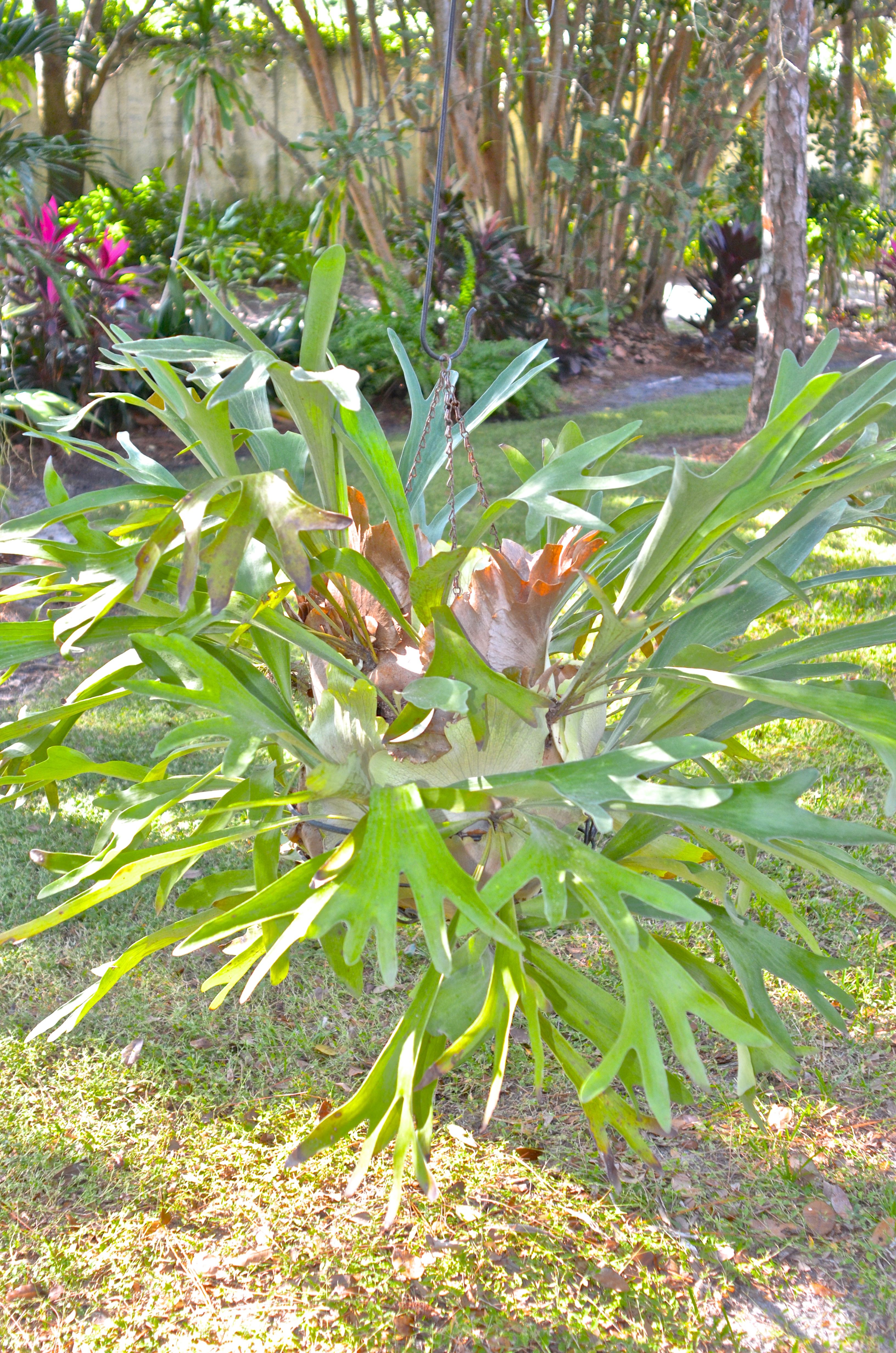 Staghorn Fern in a Hanging Basket