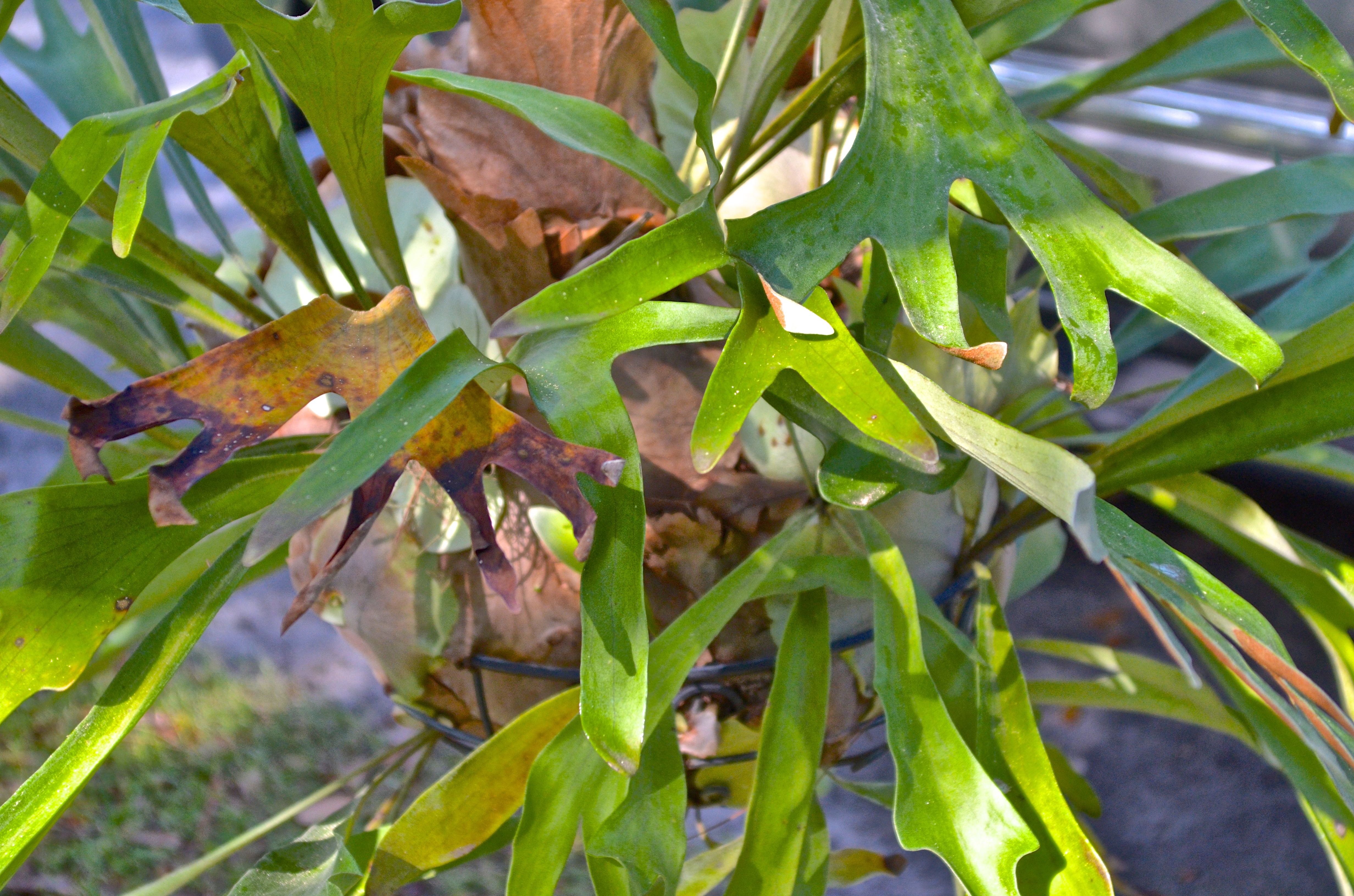 Staghorn Fern in a Hanging Basket