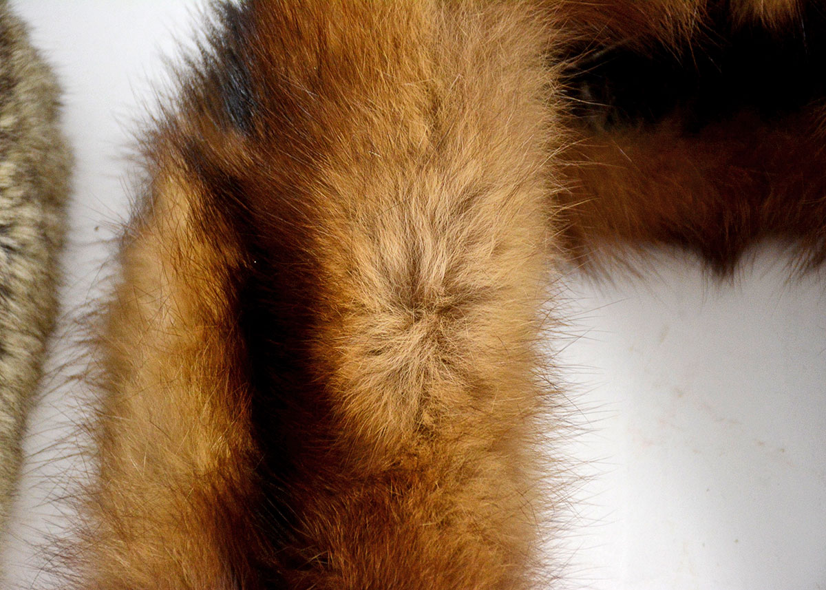 Golden Sable and Chinchilla Fur Scarves and Mink Peter Pan Collar