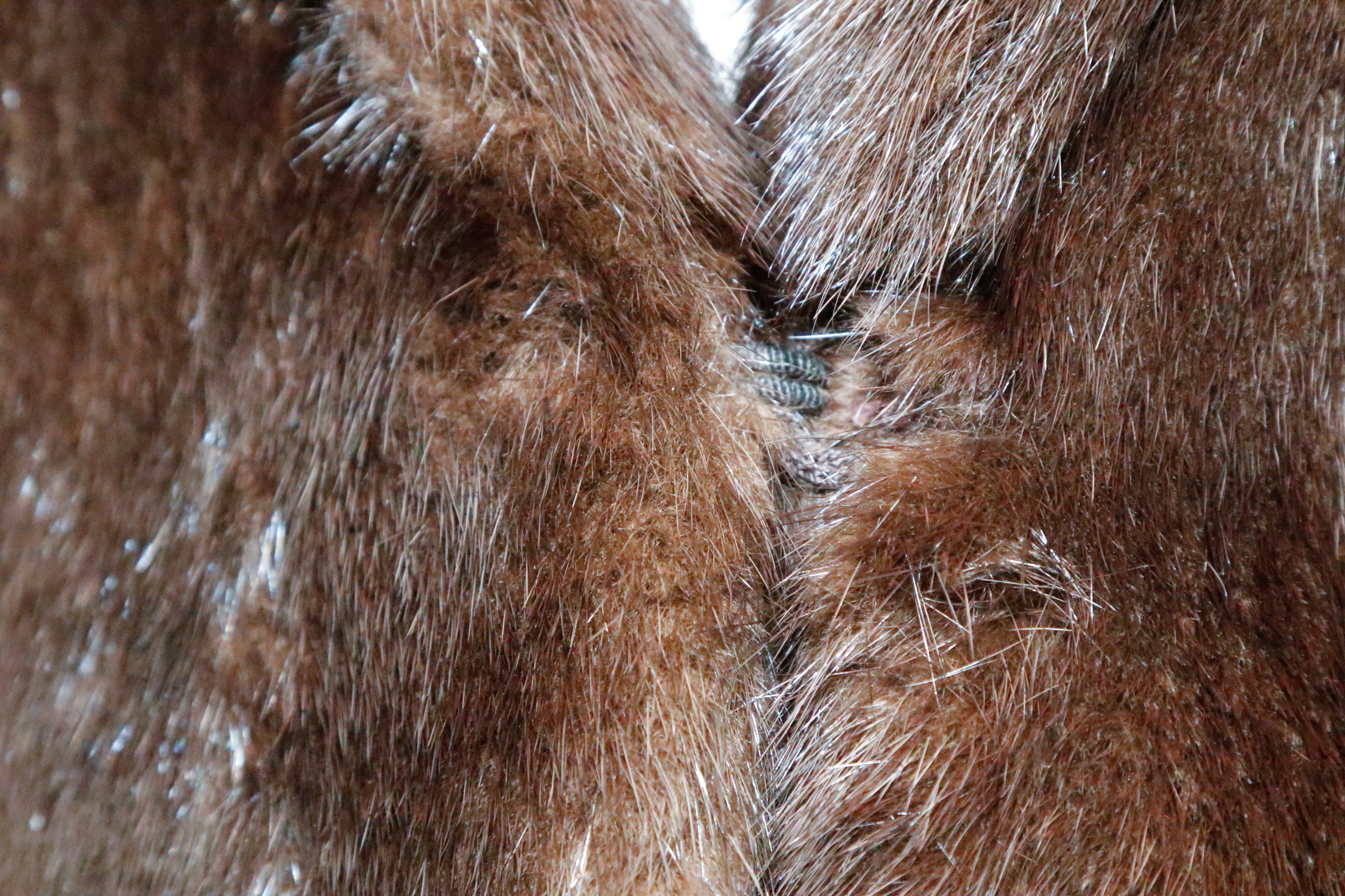 Mabley & Carew Ranch Mink Fur Coat