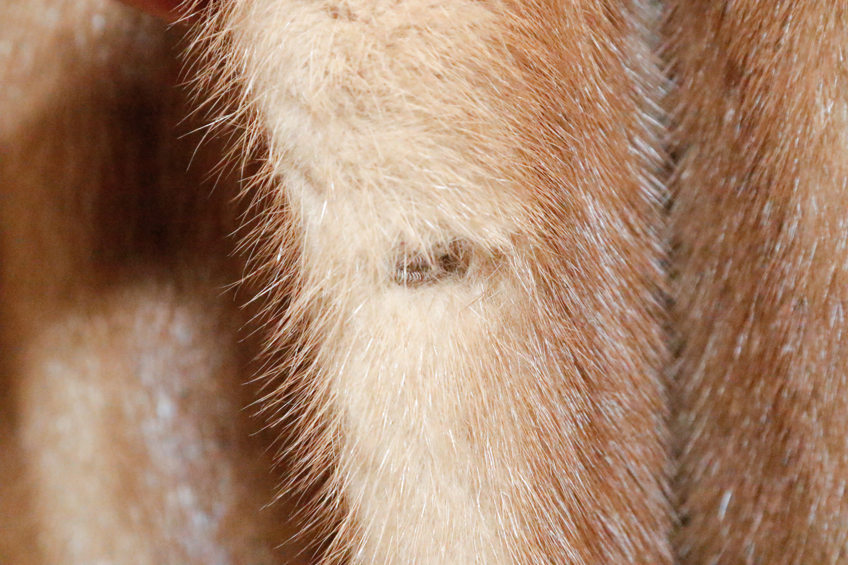 Chester Weinberg Pastel Mink Fur Coat with Coyote Trim