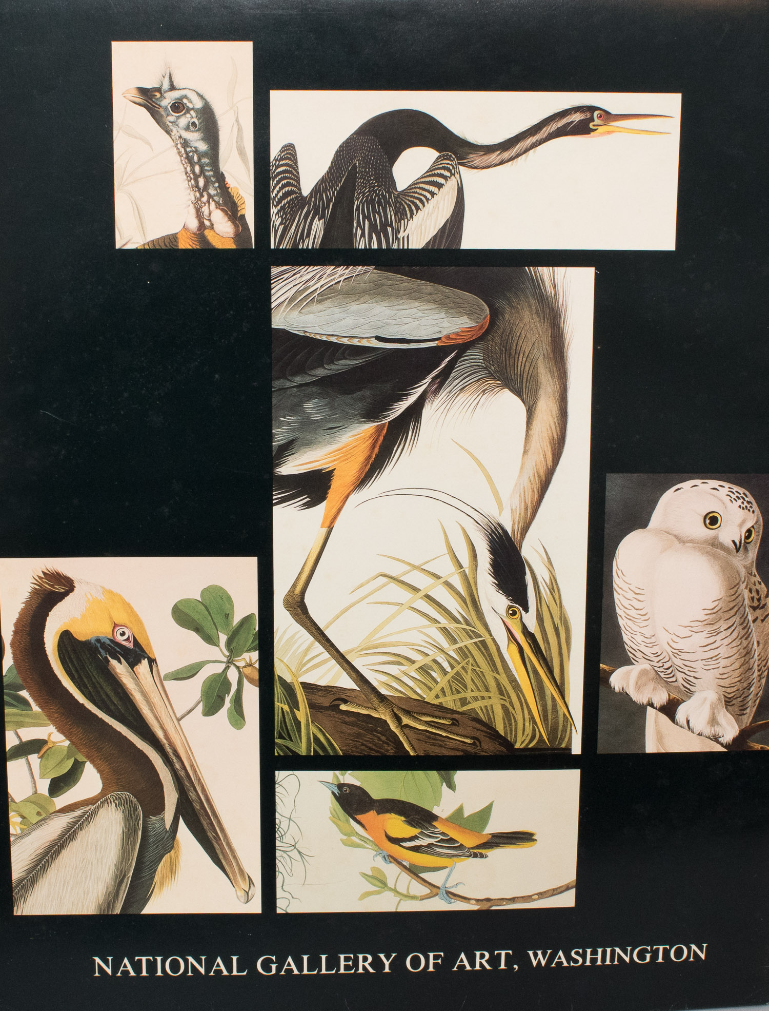 John J. Audubon Posters and John Ruthven Print
