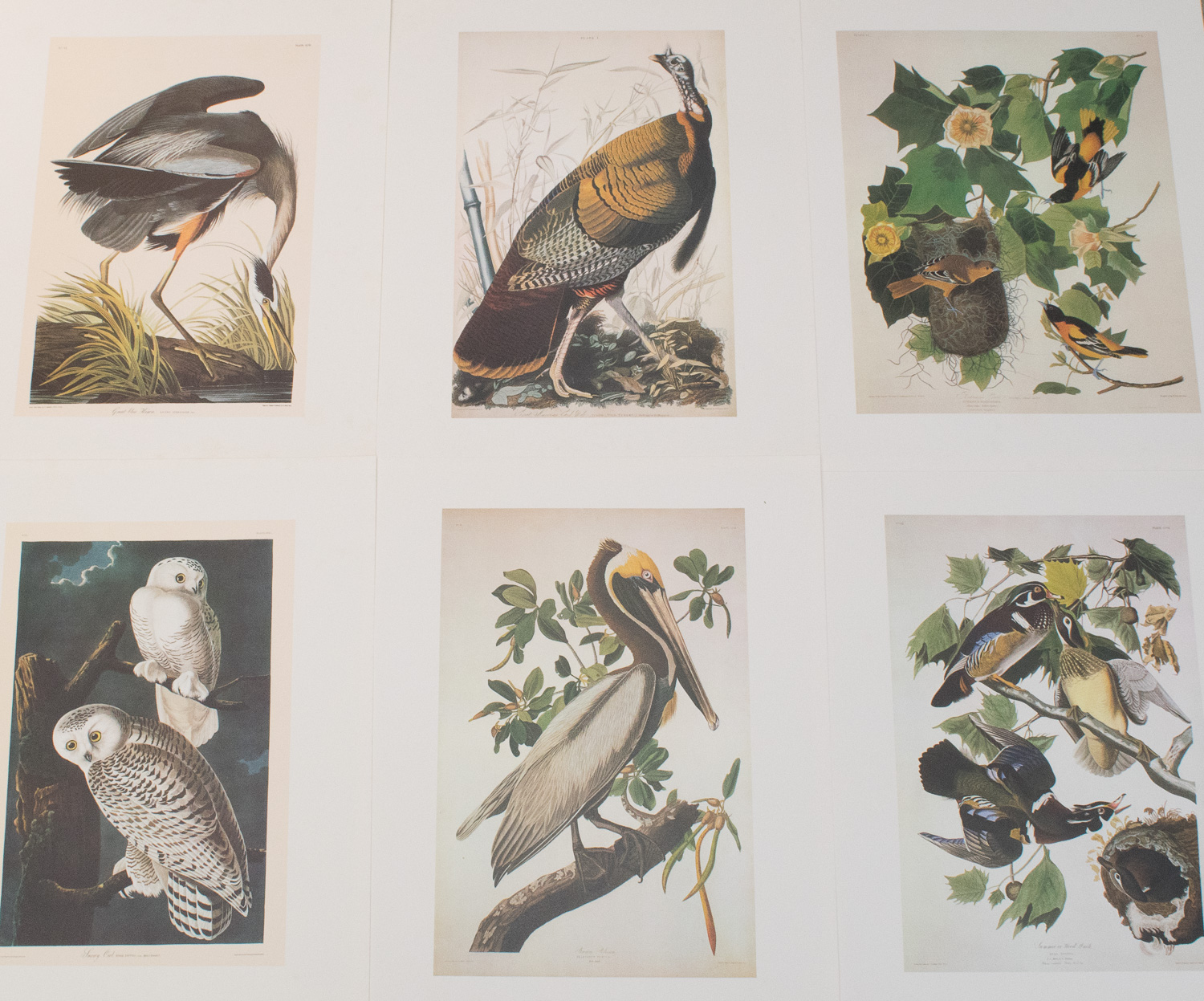 John J. Audubon Posters and John Ruthven Print