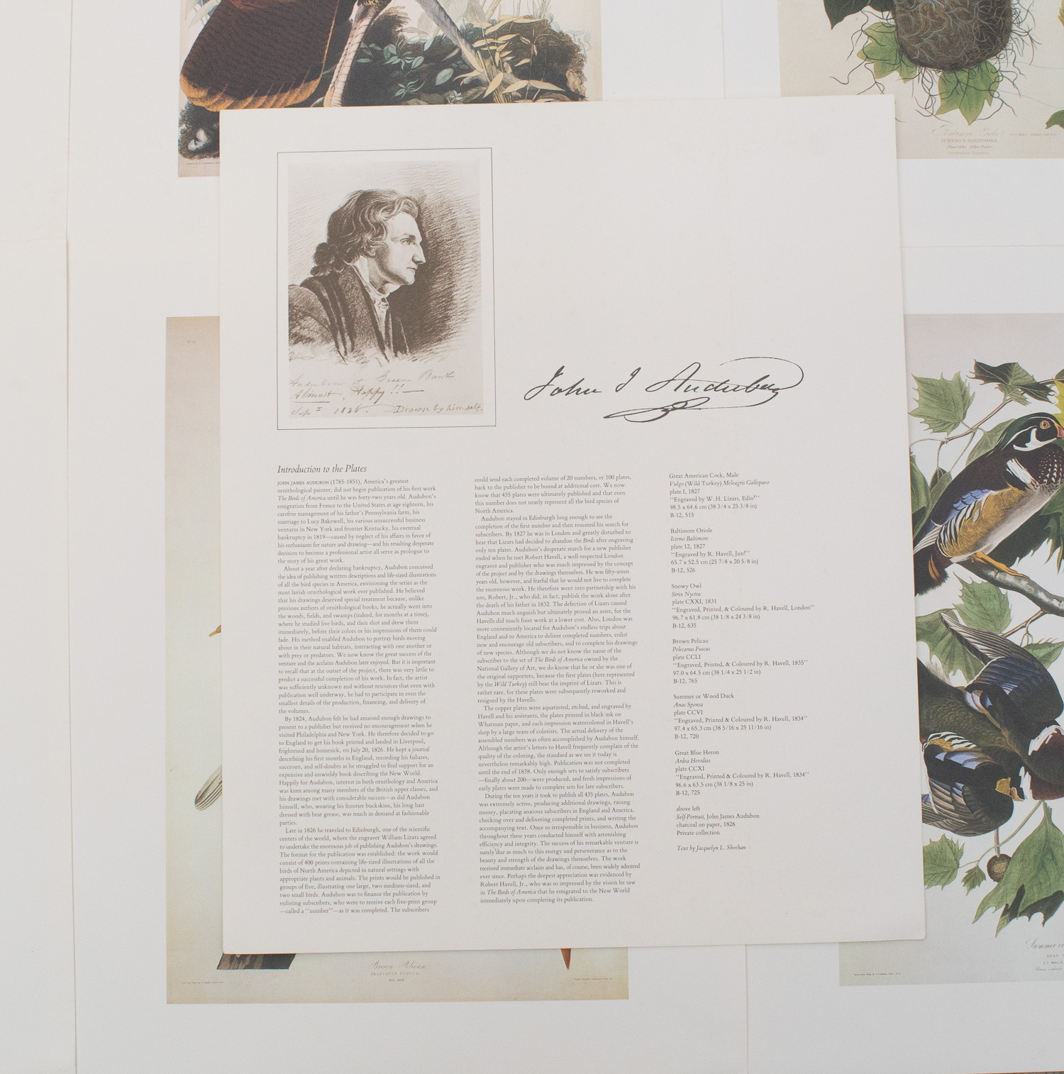 John J. Audubon Posters and John Ruthven Print