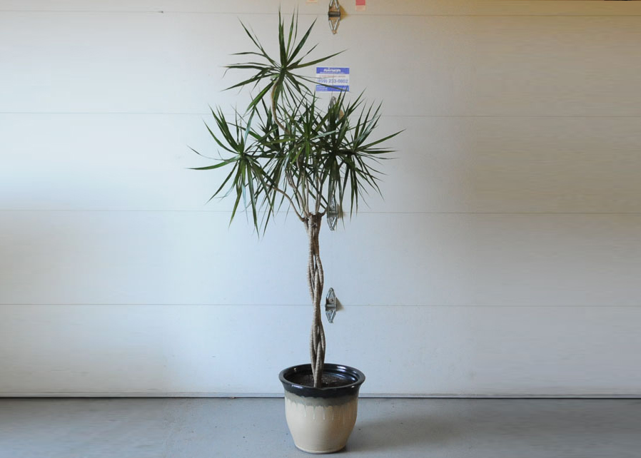 Large Ceramic Planter