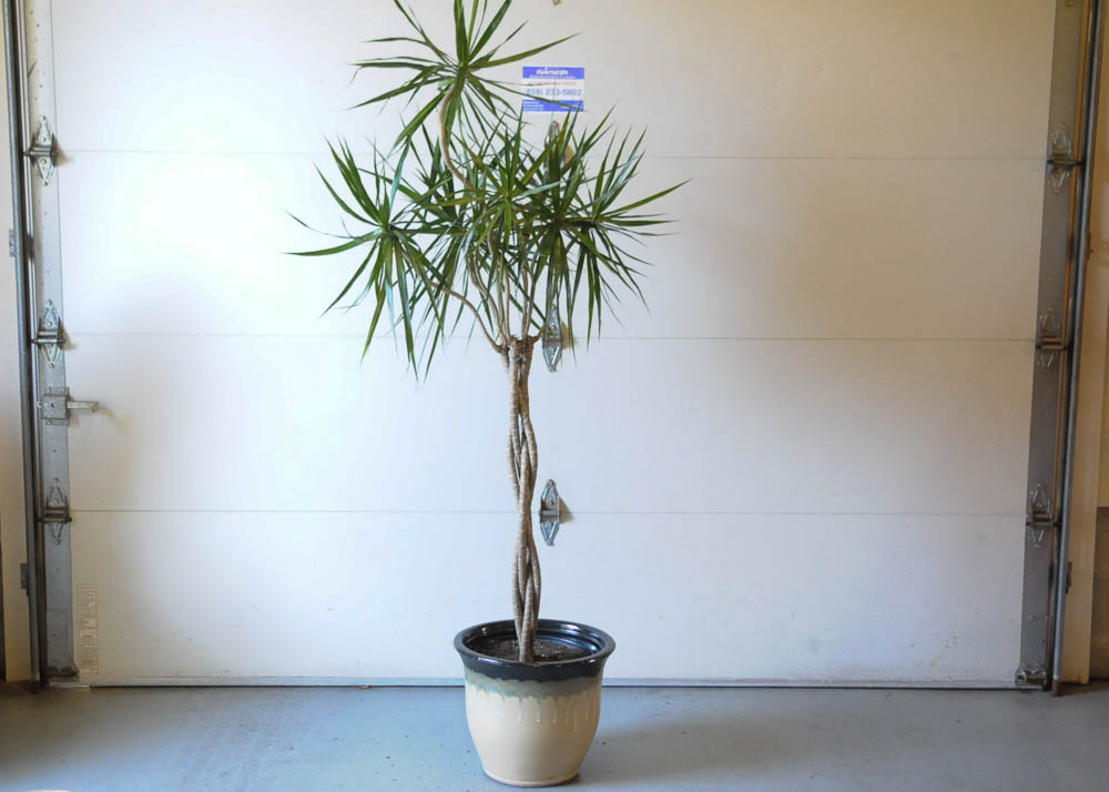 Large Ceramic Planter