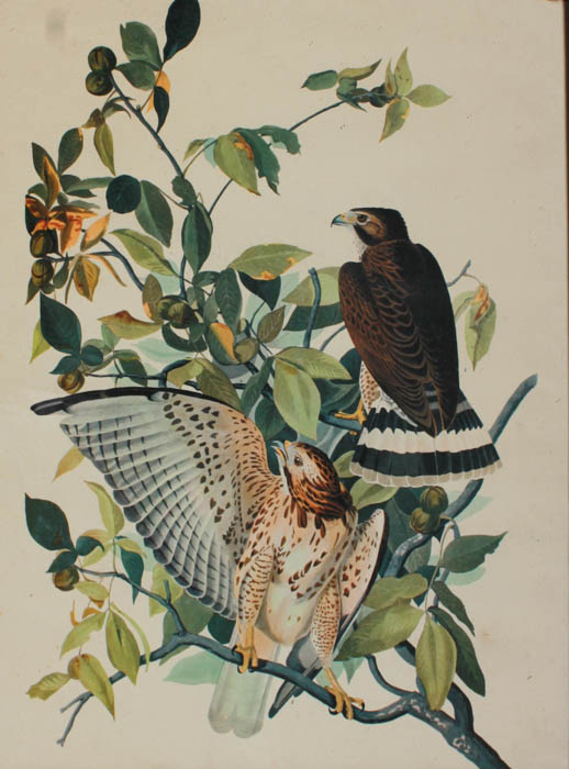 Collection of Floral and girl Lithographs