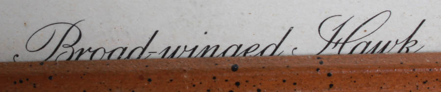 Collection of Floral and girl Lithographs