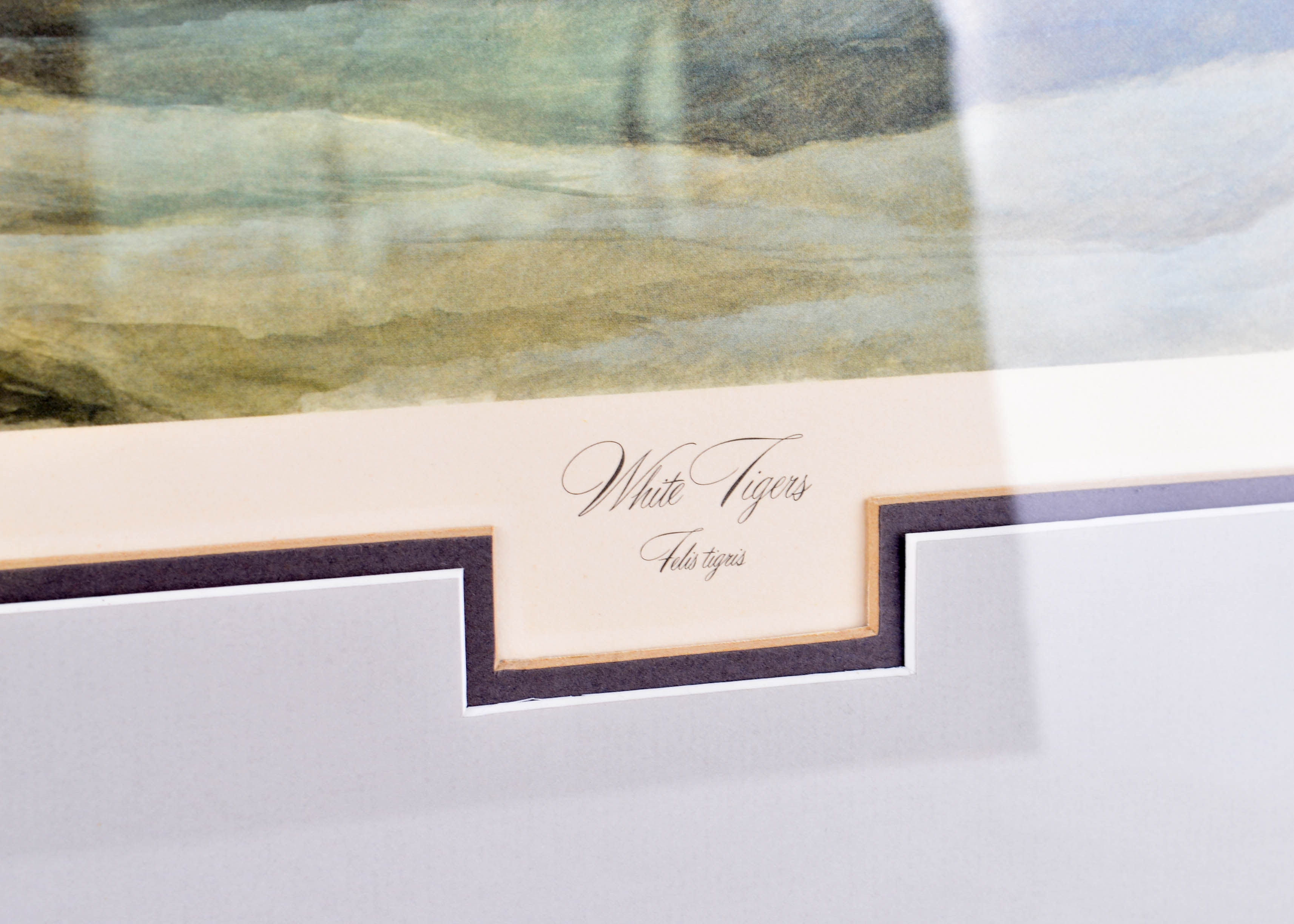 John Ruthven "White Tigers" Signed and Framed Print