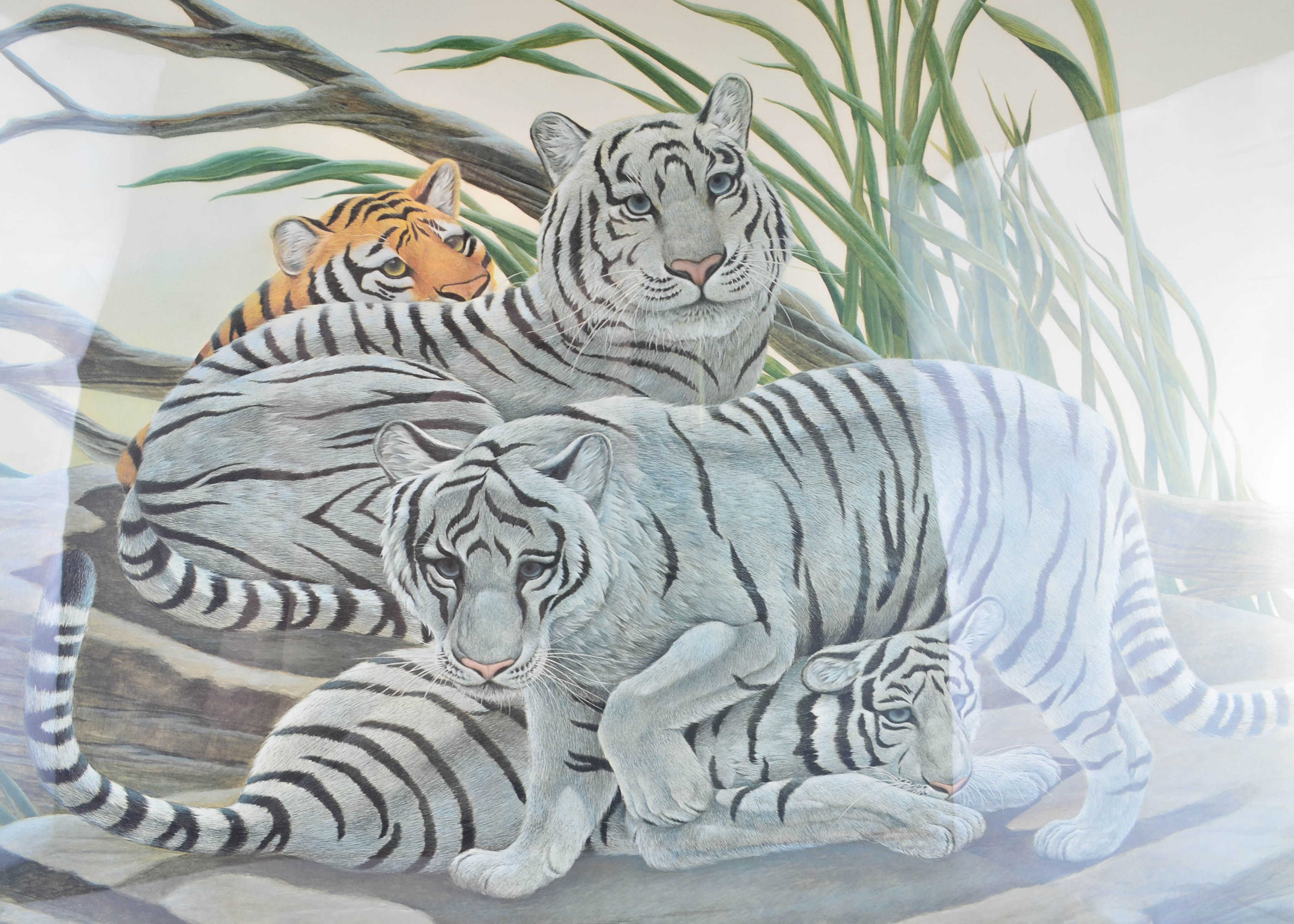 John Ruthven "White Tigers" Signed and Framed Print