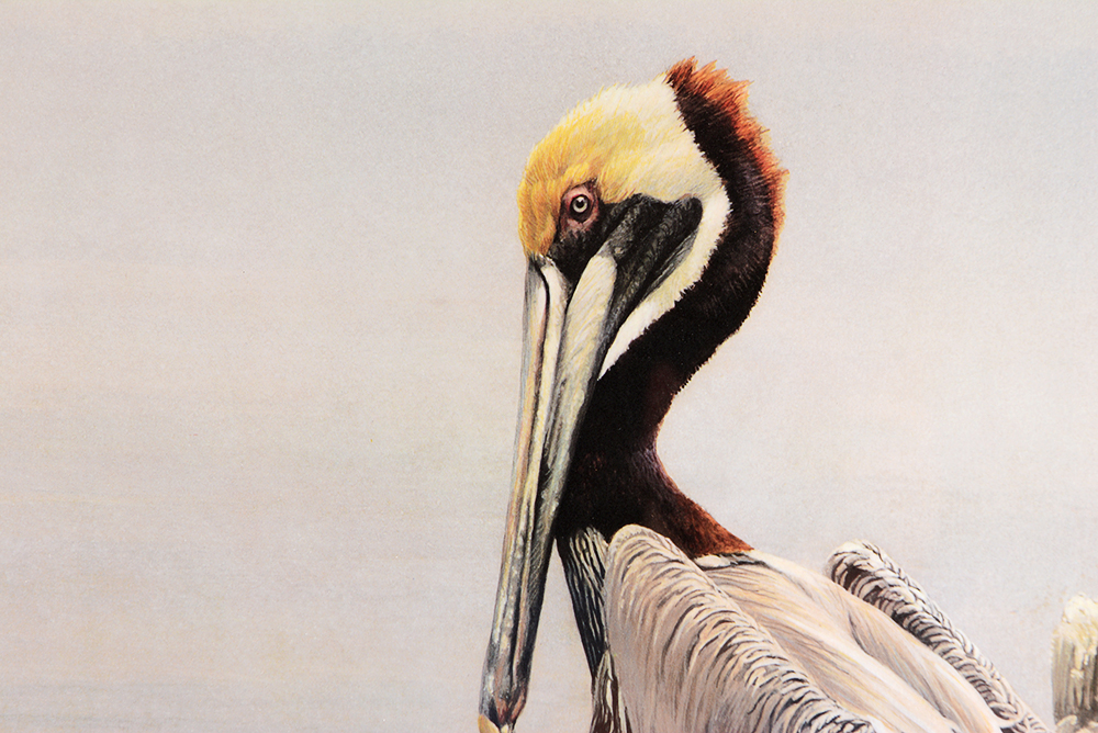 "Brown Pelican and Pilings" Limited Edition Offset Lithograph