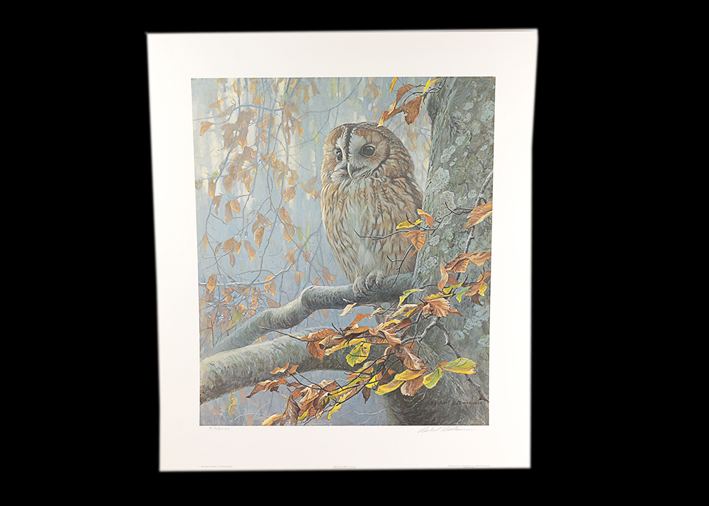 Robert Bateman "Tawny Owl in Beech" Limited Ed. Offset Lithograph