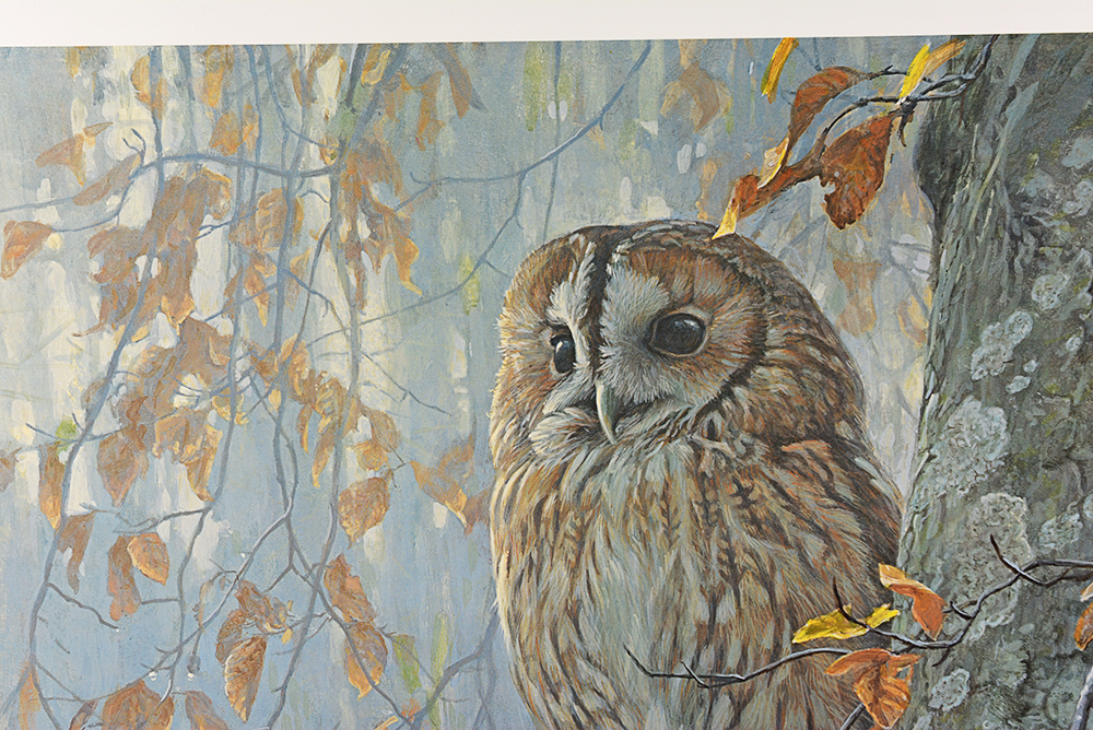 Robert Bateman "Tawny Owl in Beech" Limited Ed. Offset Lithograph
