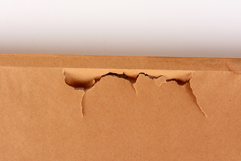 Iris Watercolor Paintings