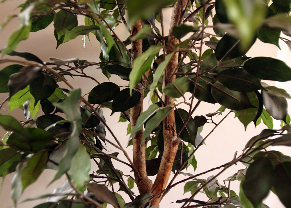 Potted Faux Ficus Tree