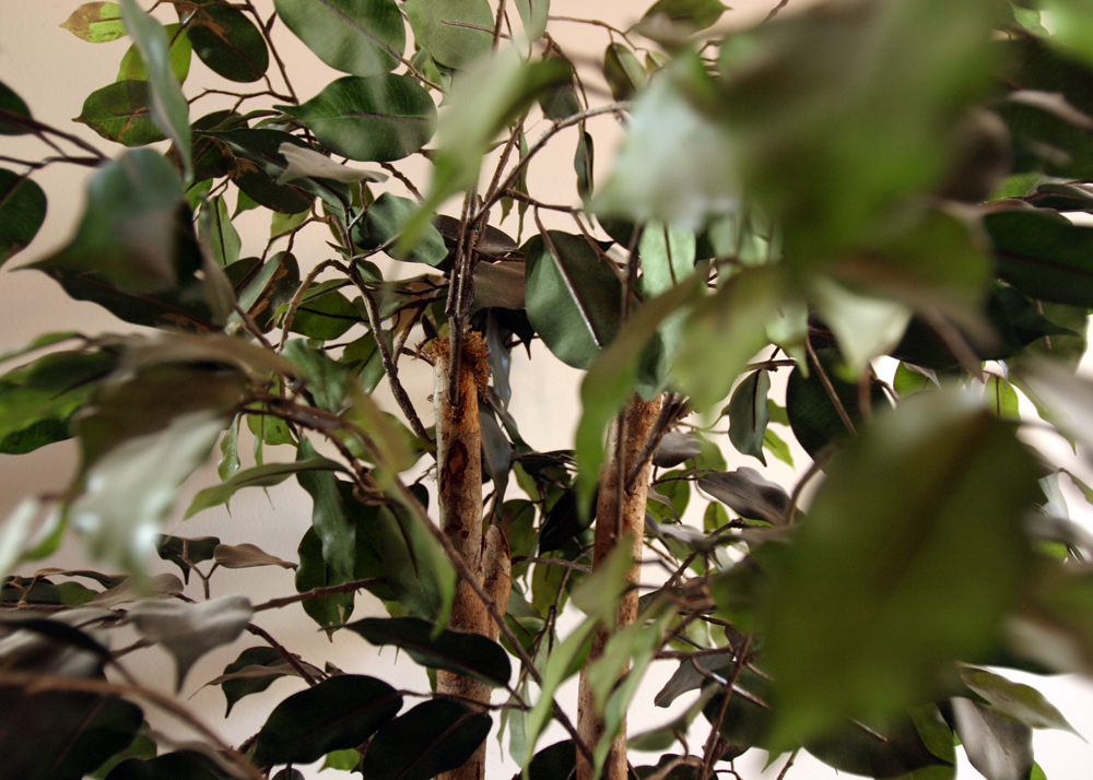 Potted Faux Ficus Tree