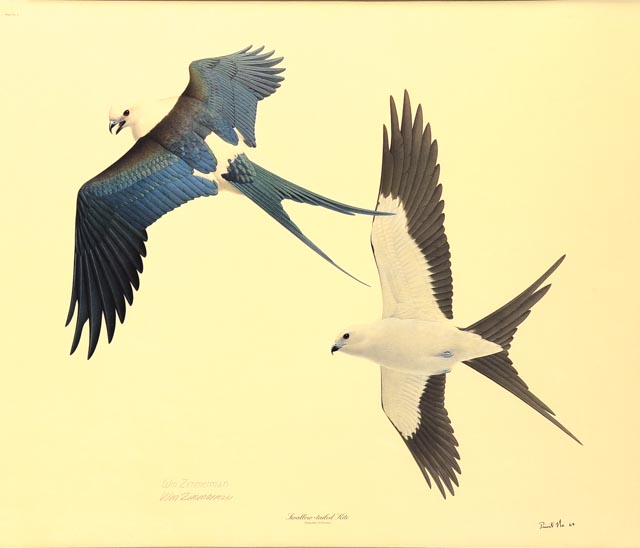 William Zimmerman Offset Lithograph of "Swallow-tailed Kite"