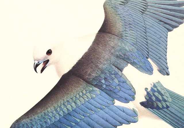 William Zimmerman Offset Lithograph of "Swallow-tailed Kite"