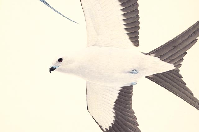 William Zimmerman Offset Lithograph of "Swallow-tailed Kite"
