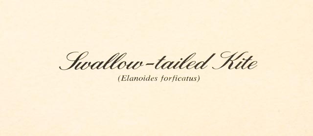 William Zimmerman Offset Lithograph of "Swallow-tailed Kite"