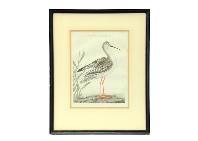 John Ruskin Engraving of Sandpiper