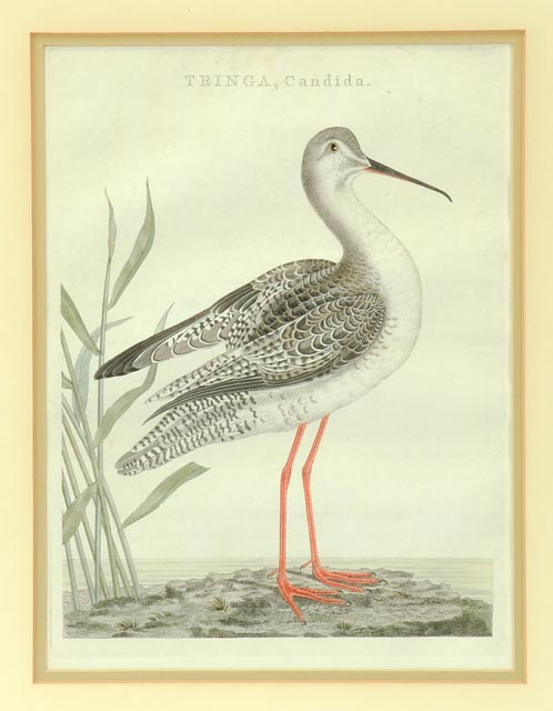 John Ruskin Engraving of Sandpiper
