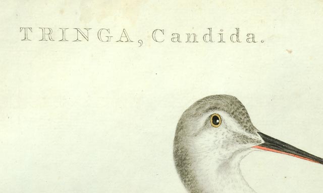 John Ruskin Engraving of Sandpiper