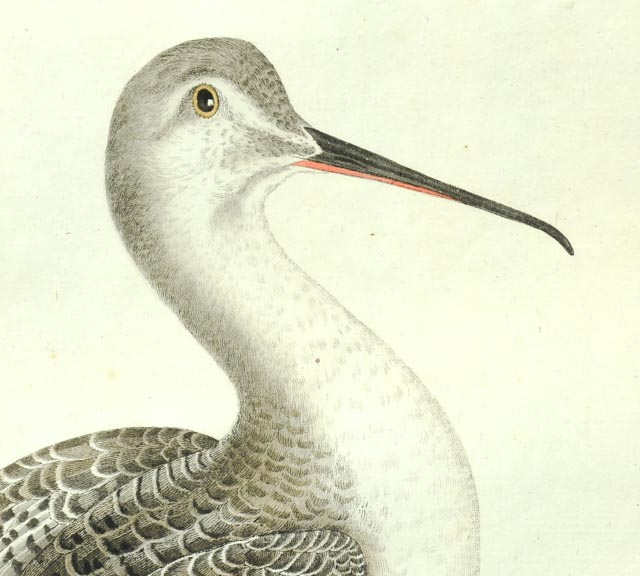 John Ruskin Engraving of Sandpiper