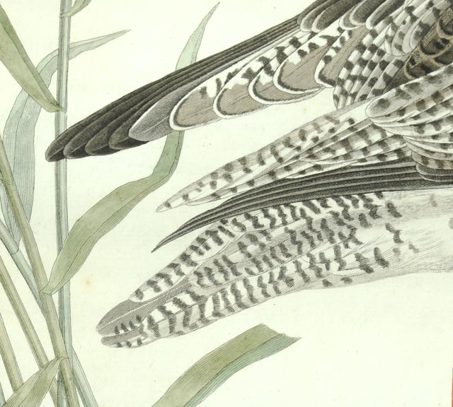 John Ruskin Engraving of Sandpiper