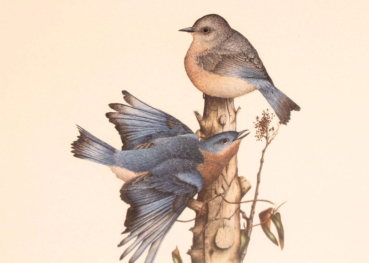 Four Framed Rick Hill Wildlife Offset Lithograph Prints