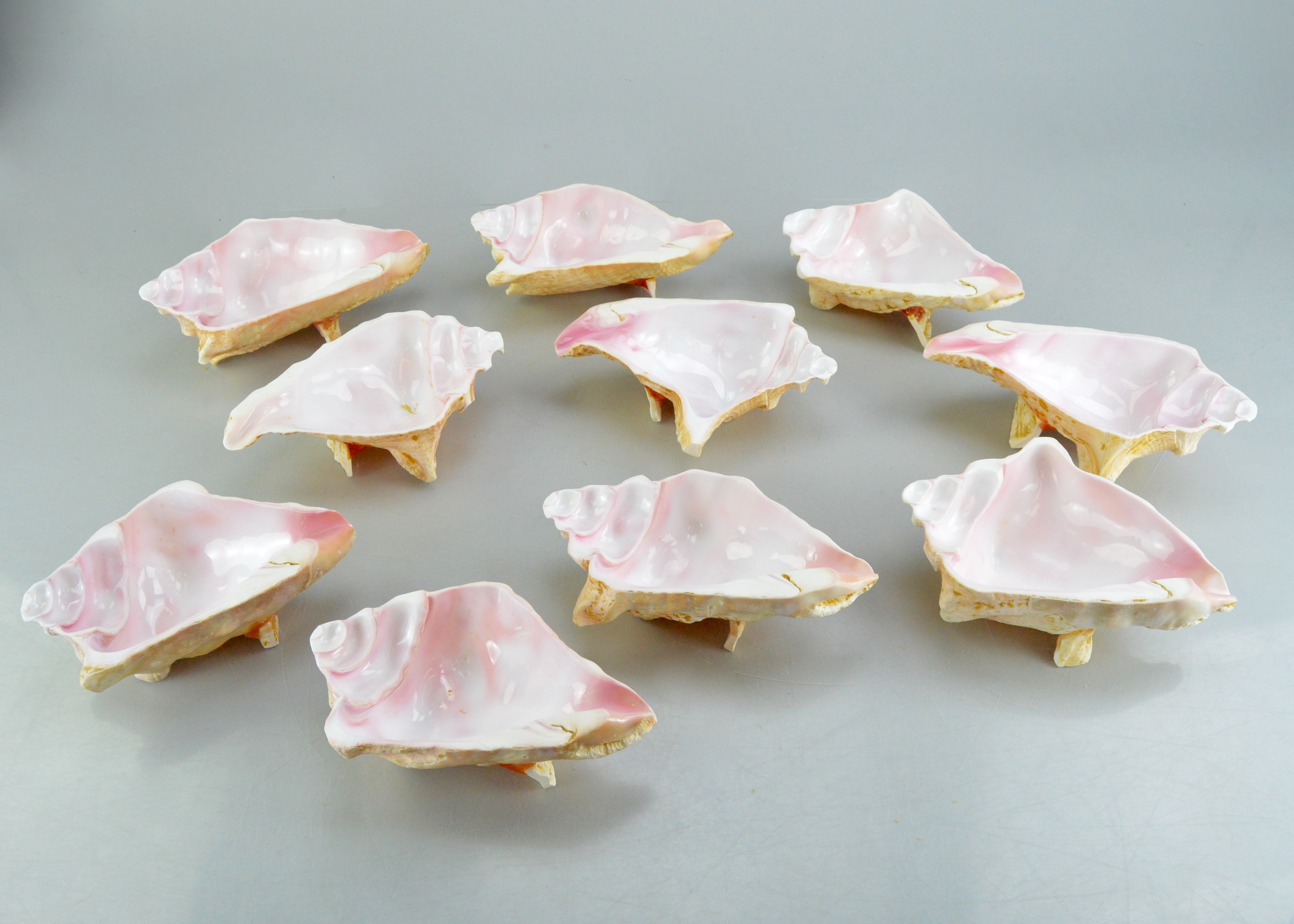 Conch Shell Bowl Collection