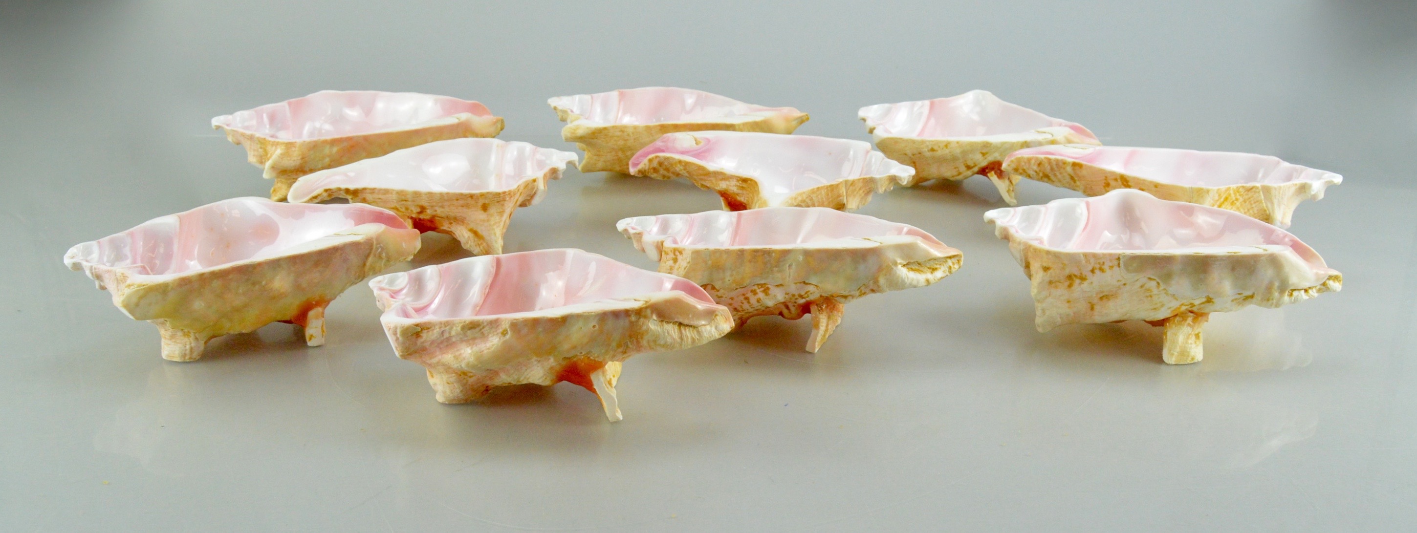 Conch Shell Bowl Collection