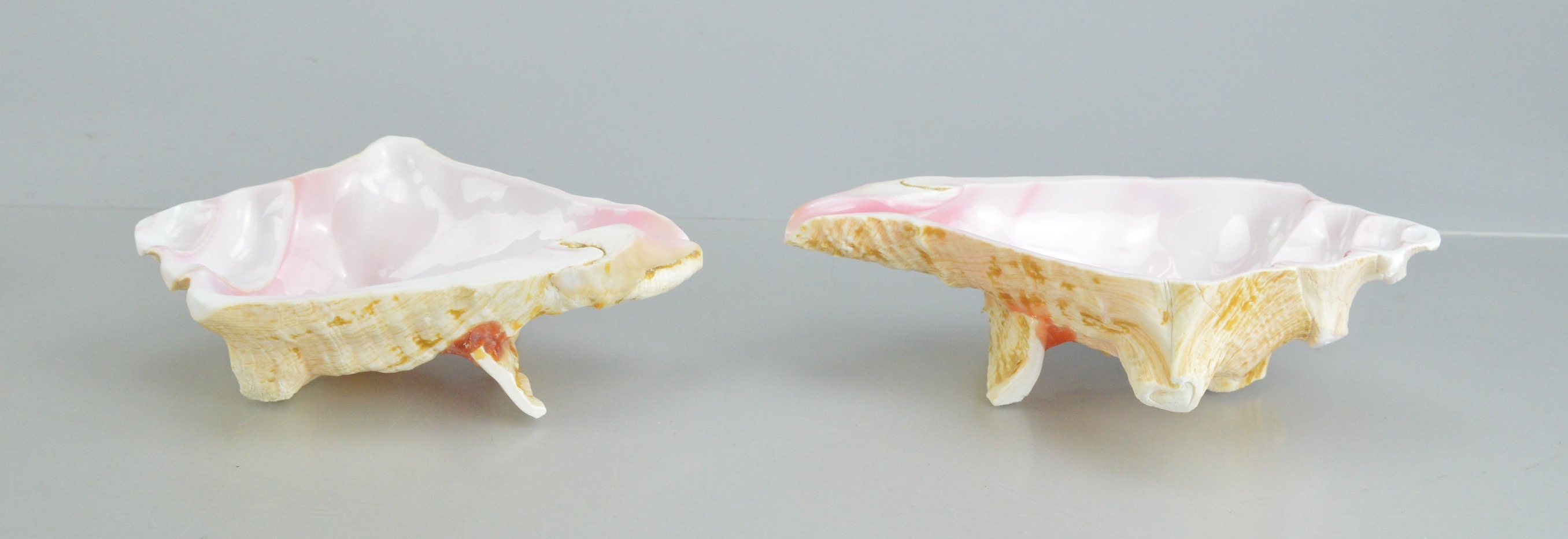 Conch Shell Bowl Collection