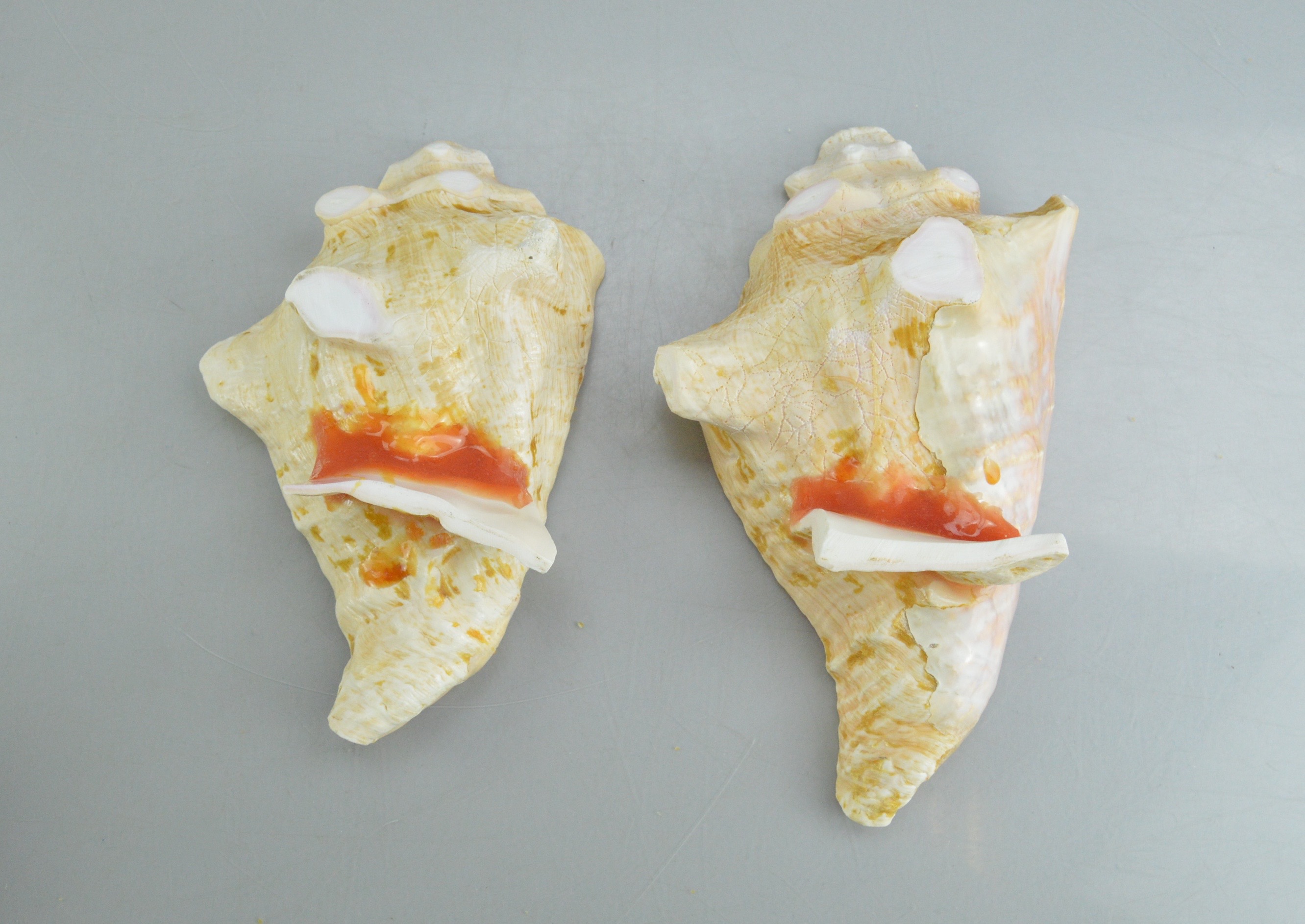 Conch Shell Bowl Collection