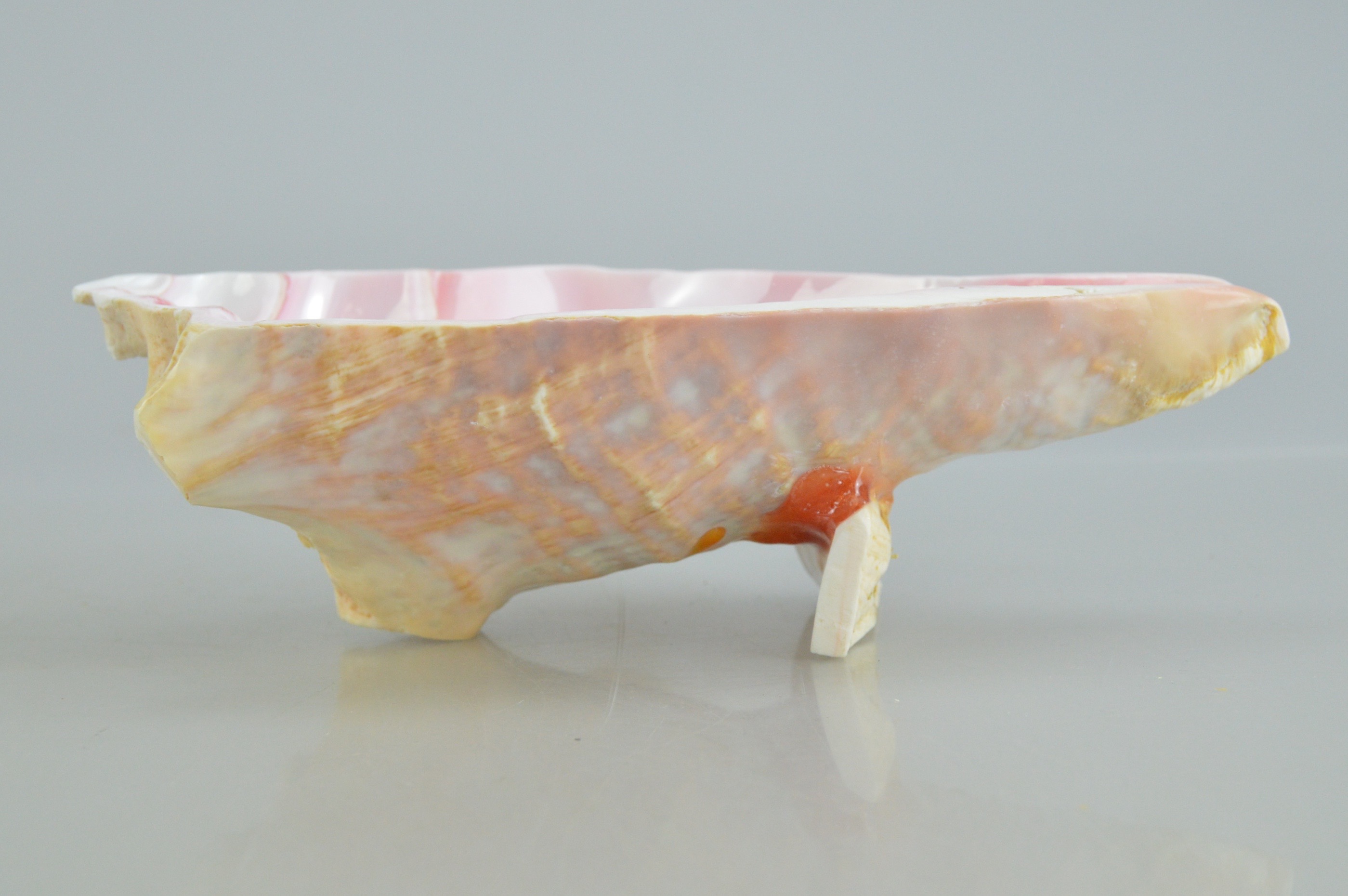 Conch Shell Bowl Collection
