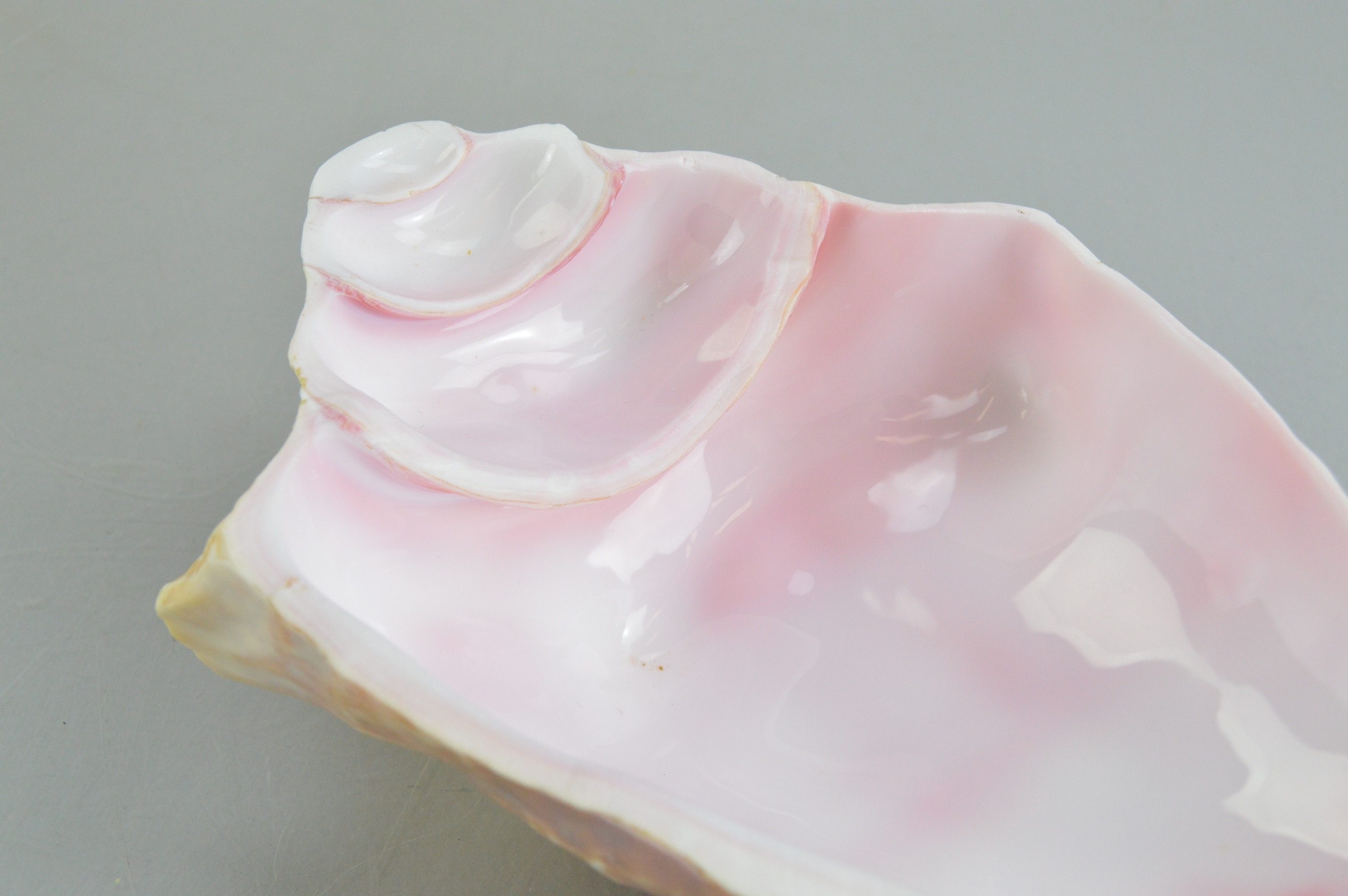 Conch Shell Bowl Collection