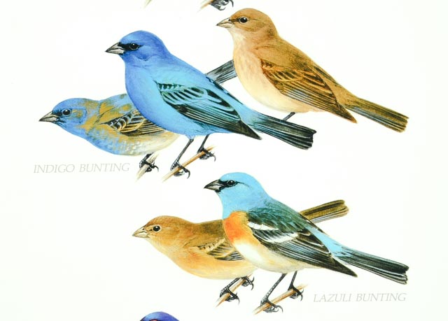 Robert Tory Peterson Smithsonian Exhibition Poster