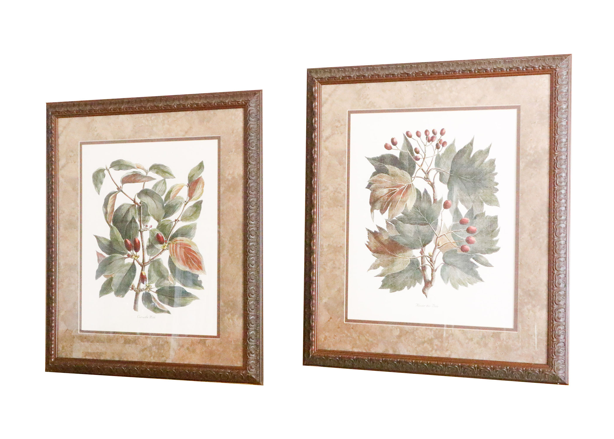 Two Framed Botanical Prints