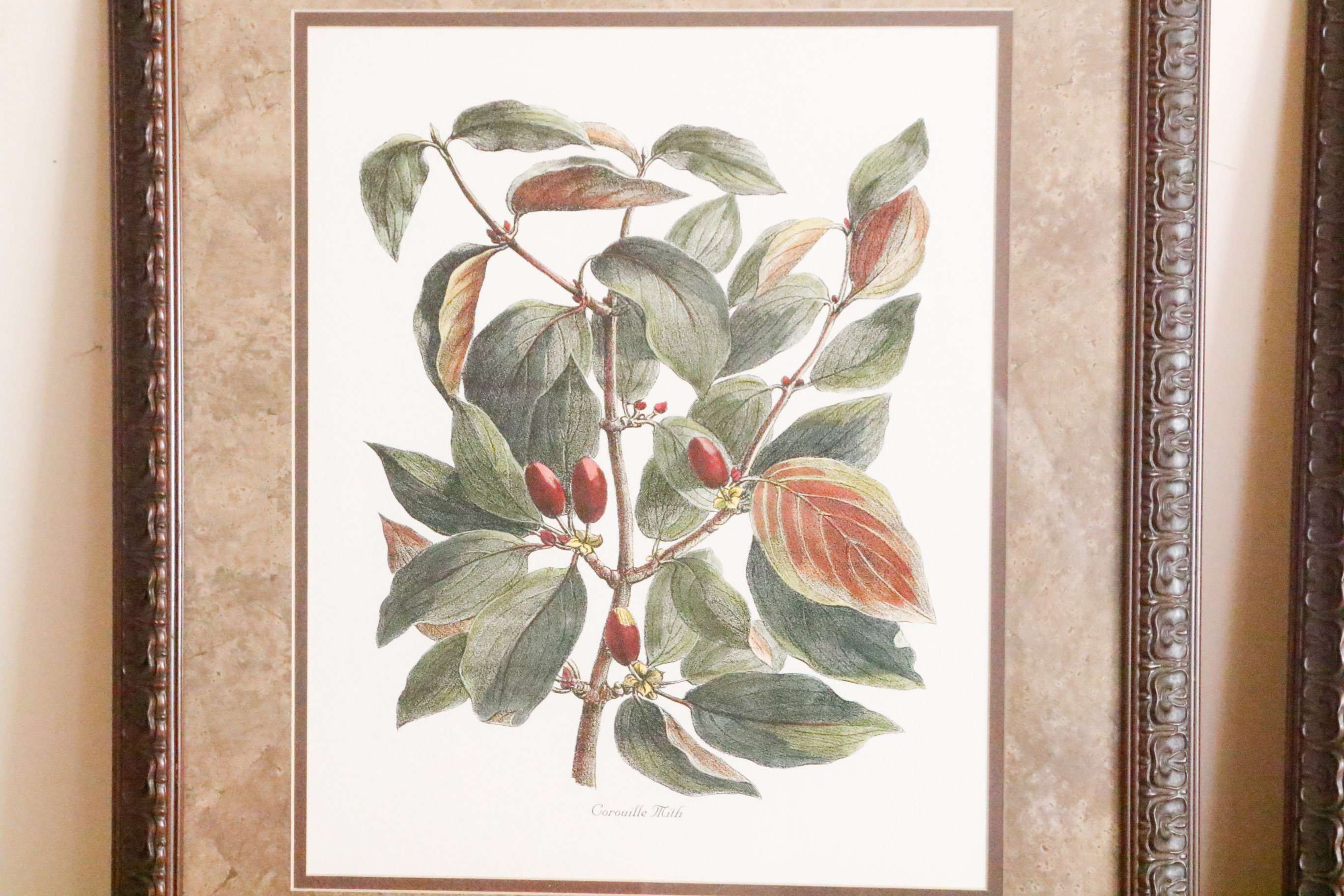 Two Framed Botanical Prints