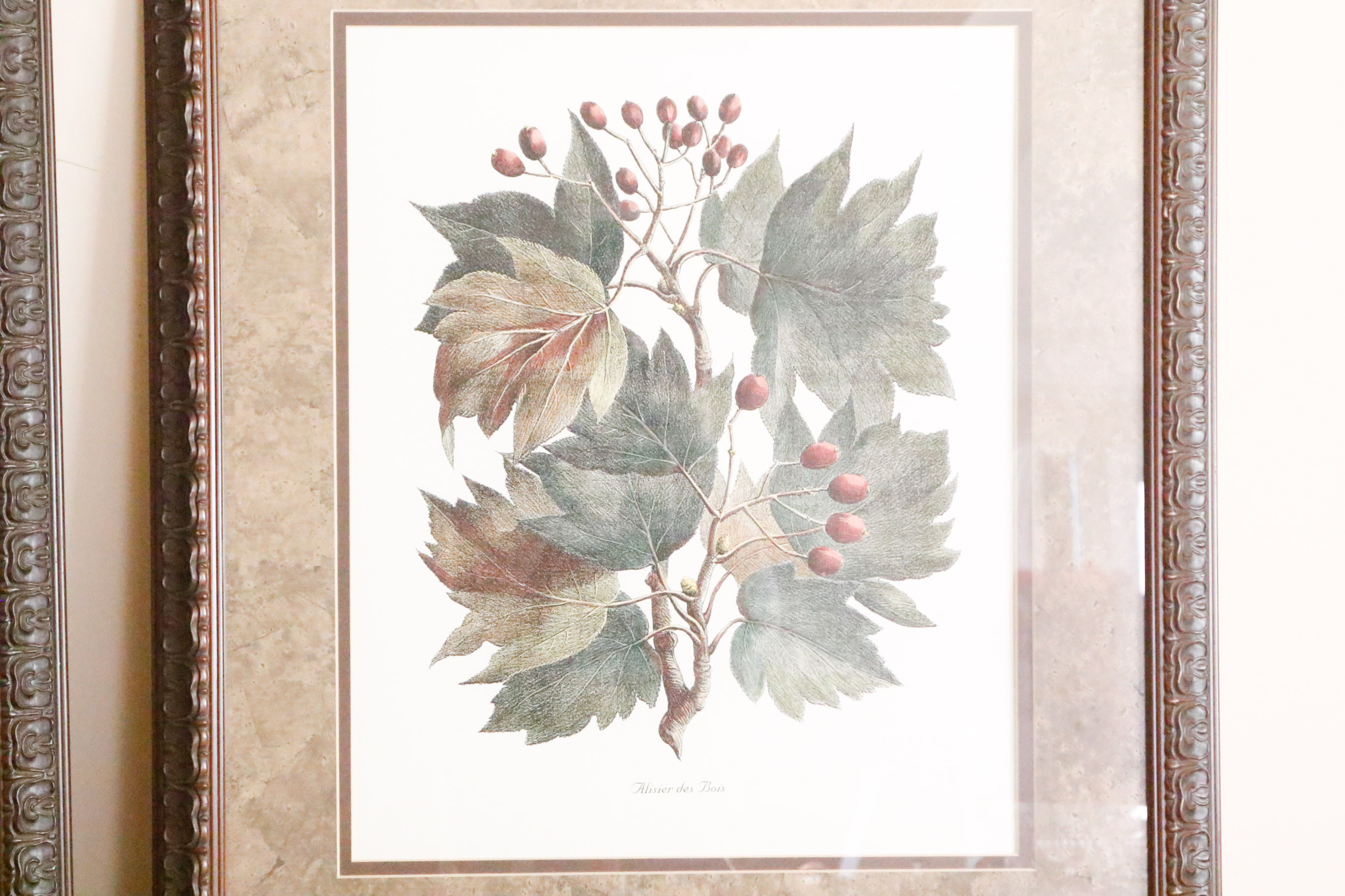Two Framed Botanical Prints