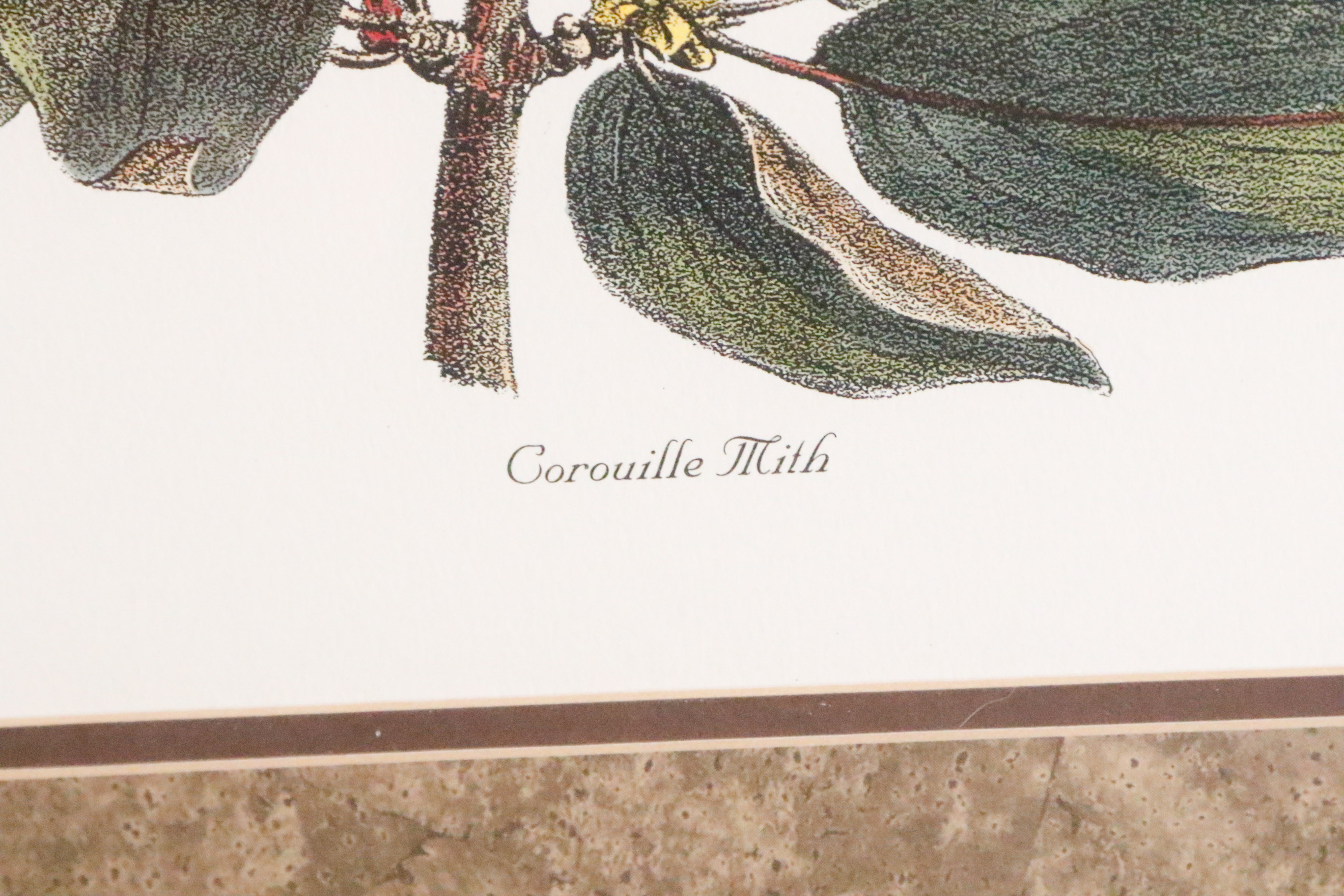 Two Framed Botanical Prints