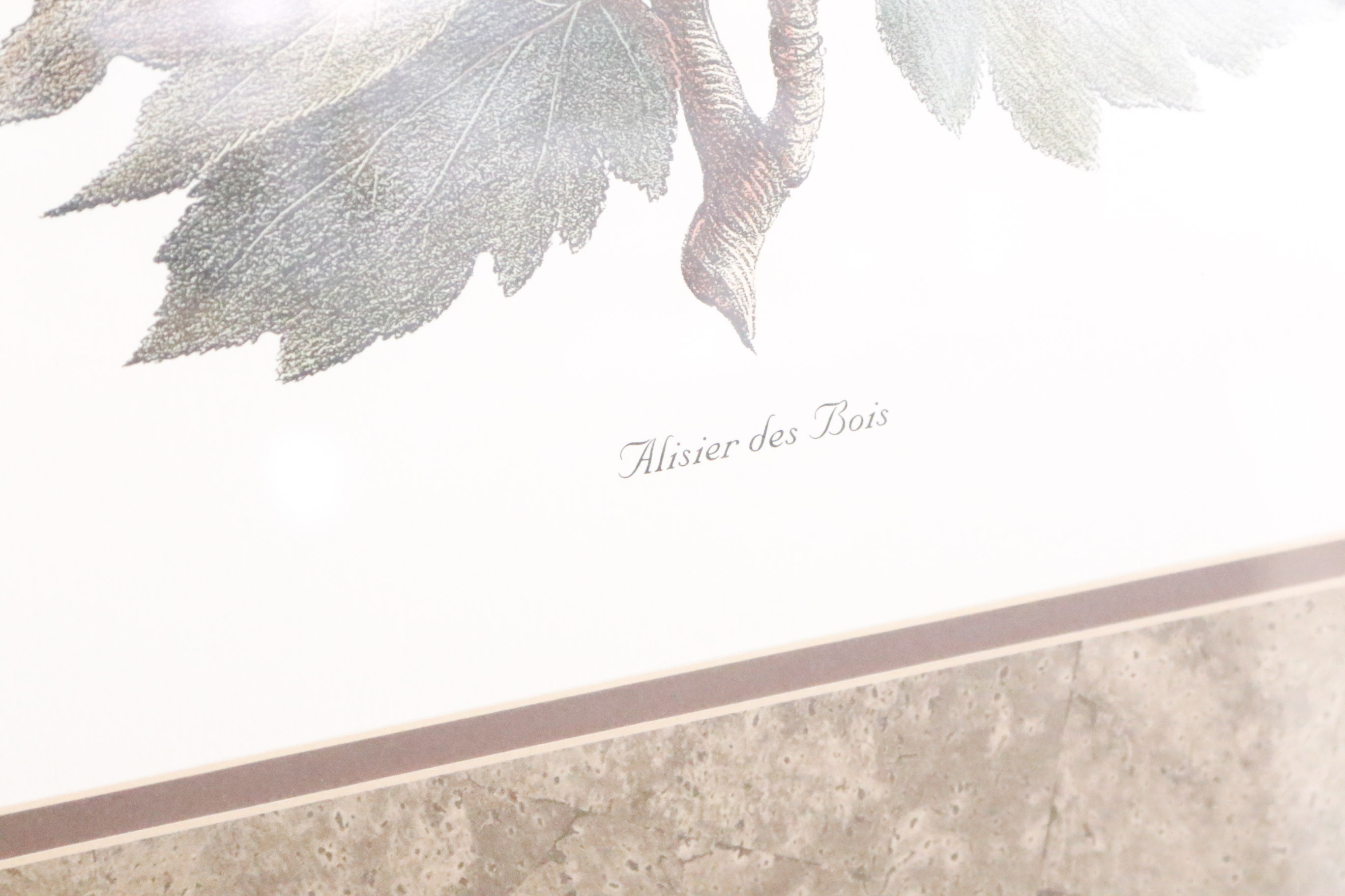 Two Framed Botanical Prints